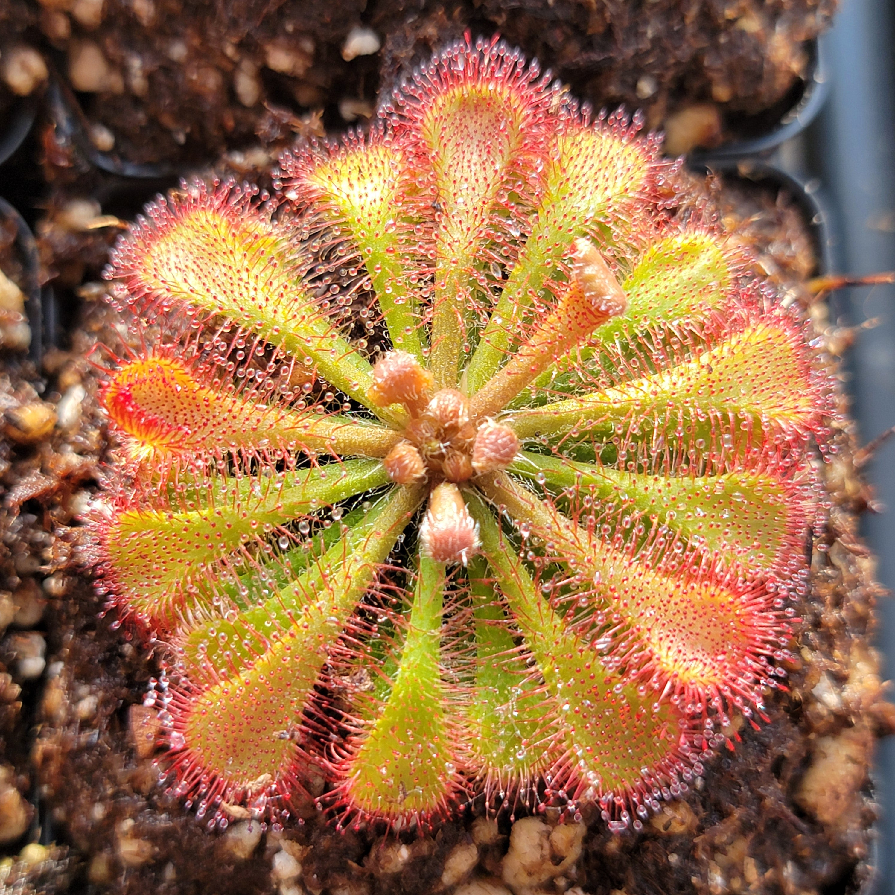 Drosera tokaiensis -Live carnivorous plant-