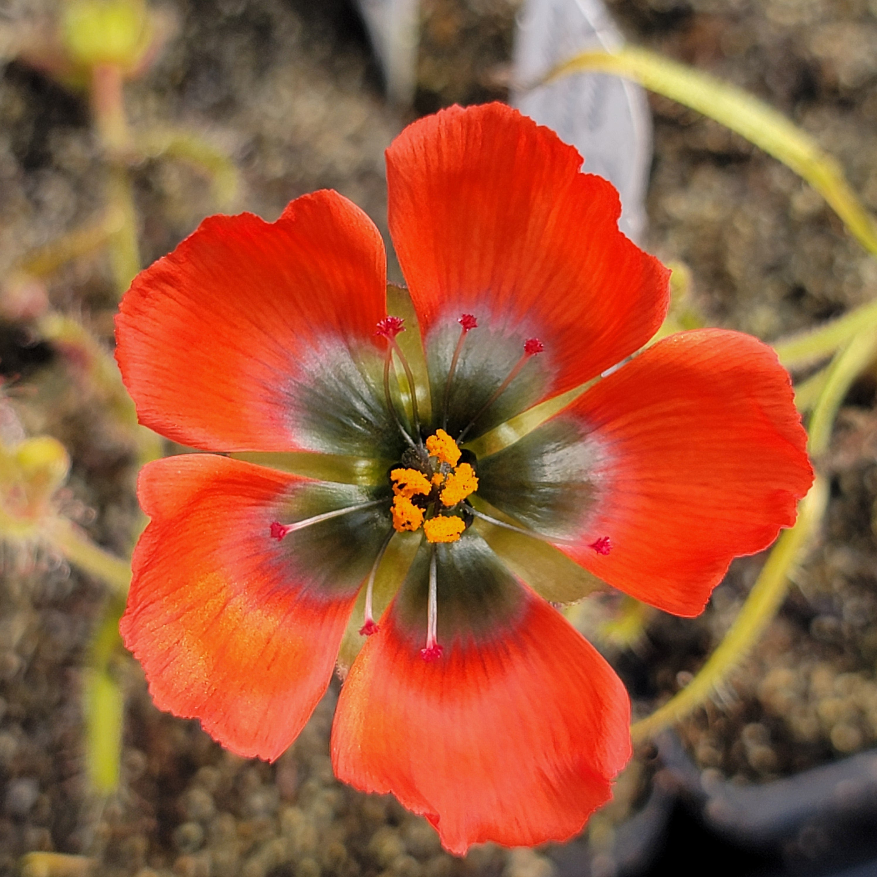 Drosera cistiflora 