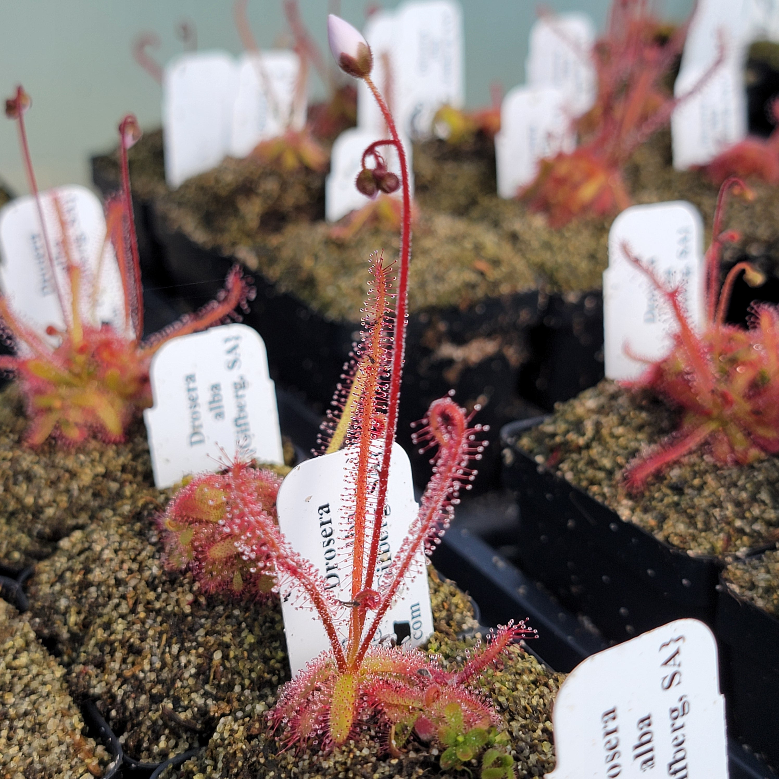 Drosera alba {Gifberg, South Africa} -Drosera -Rainbow Carnivorous Plants LLC