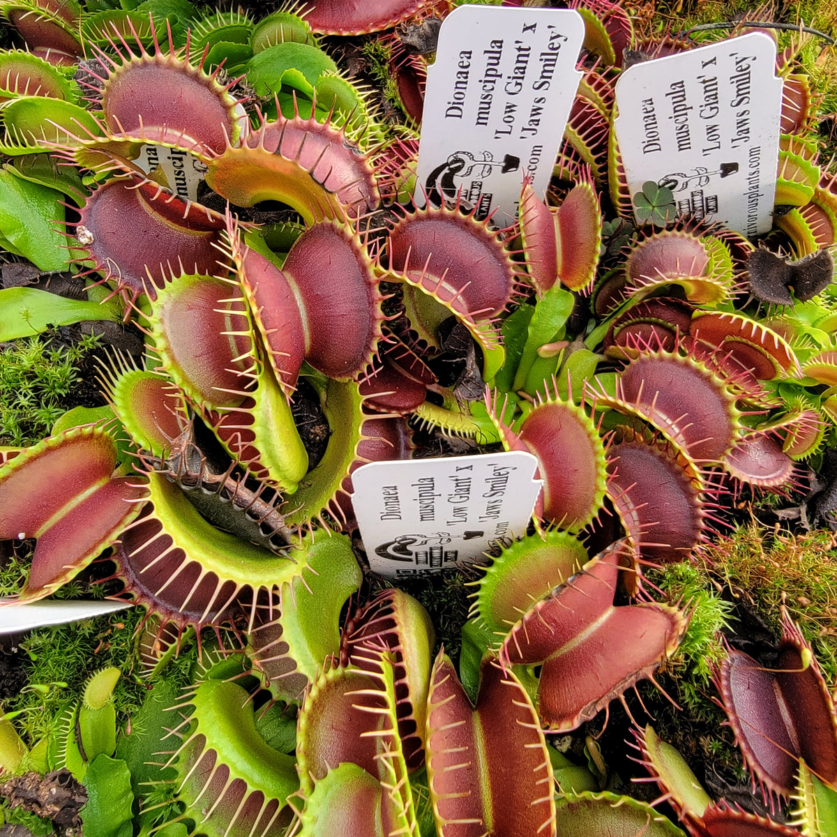 Venus flytrap (Dionaea muscipula)  'Low Giant' x 'Jaws smiley' -Venus flytrap -Rainbow Carnivorous Plants LLC