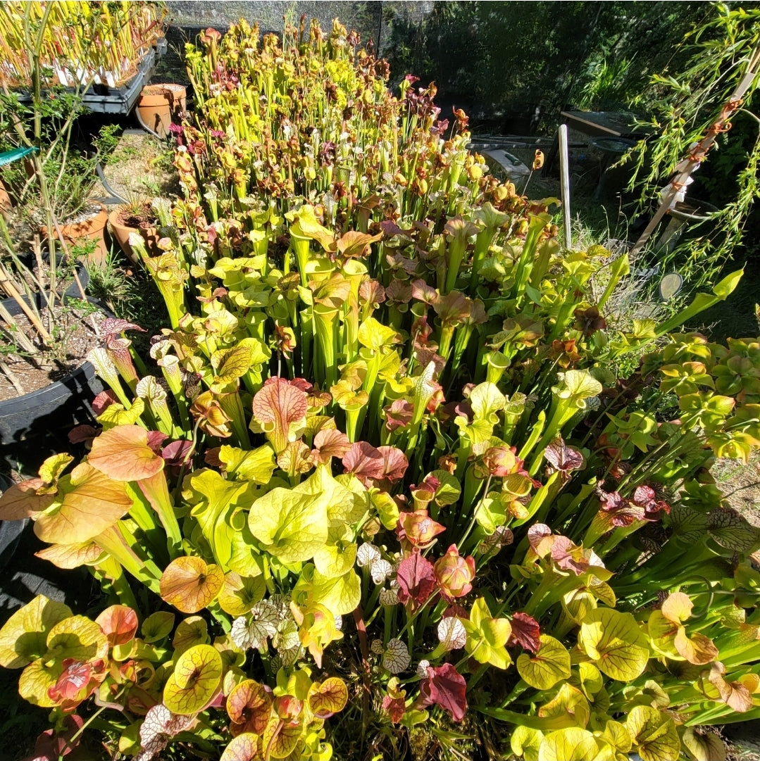 Random Sarracenia hybrid no ID
