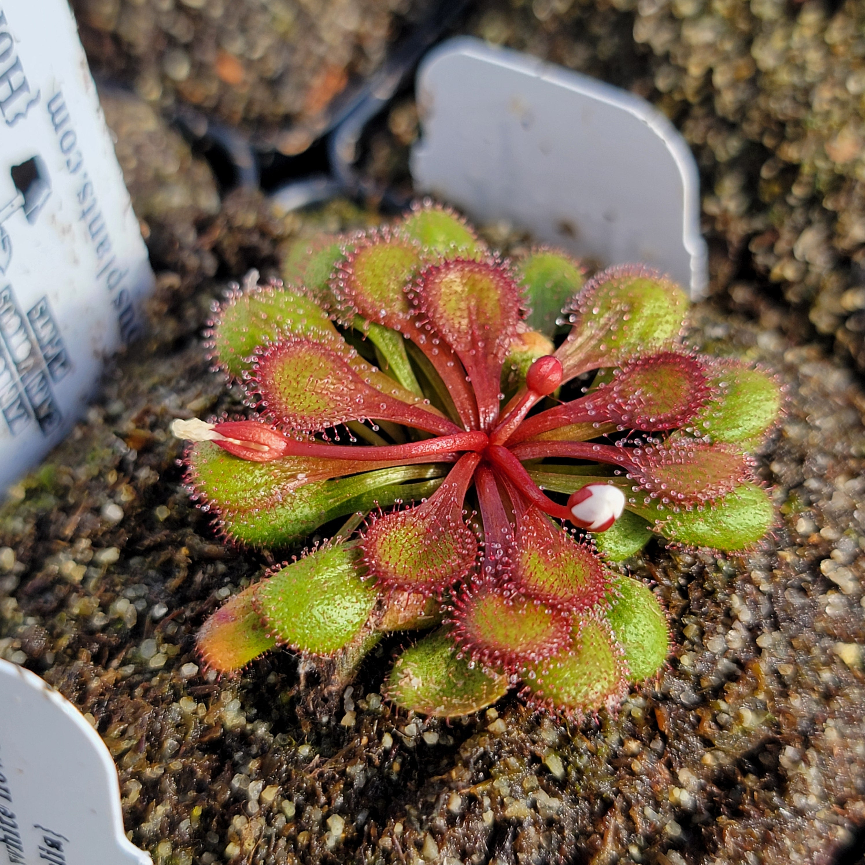 Drosera lowriei {Holt Rock, WA} -Drosera -Rainbow Carnivorous Plants LLC