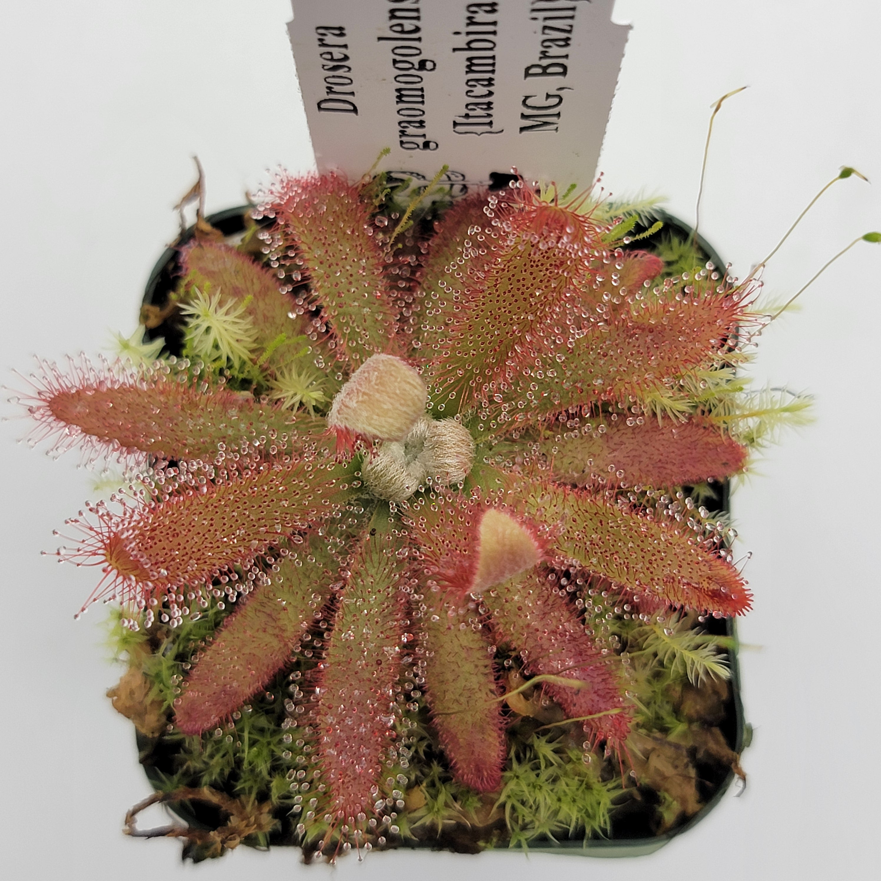 Drosera graomogolensis - -Rainbow Carnivorous Plants LLC