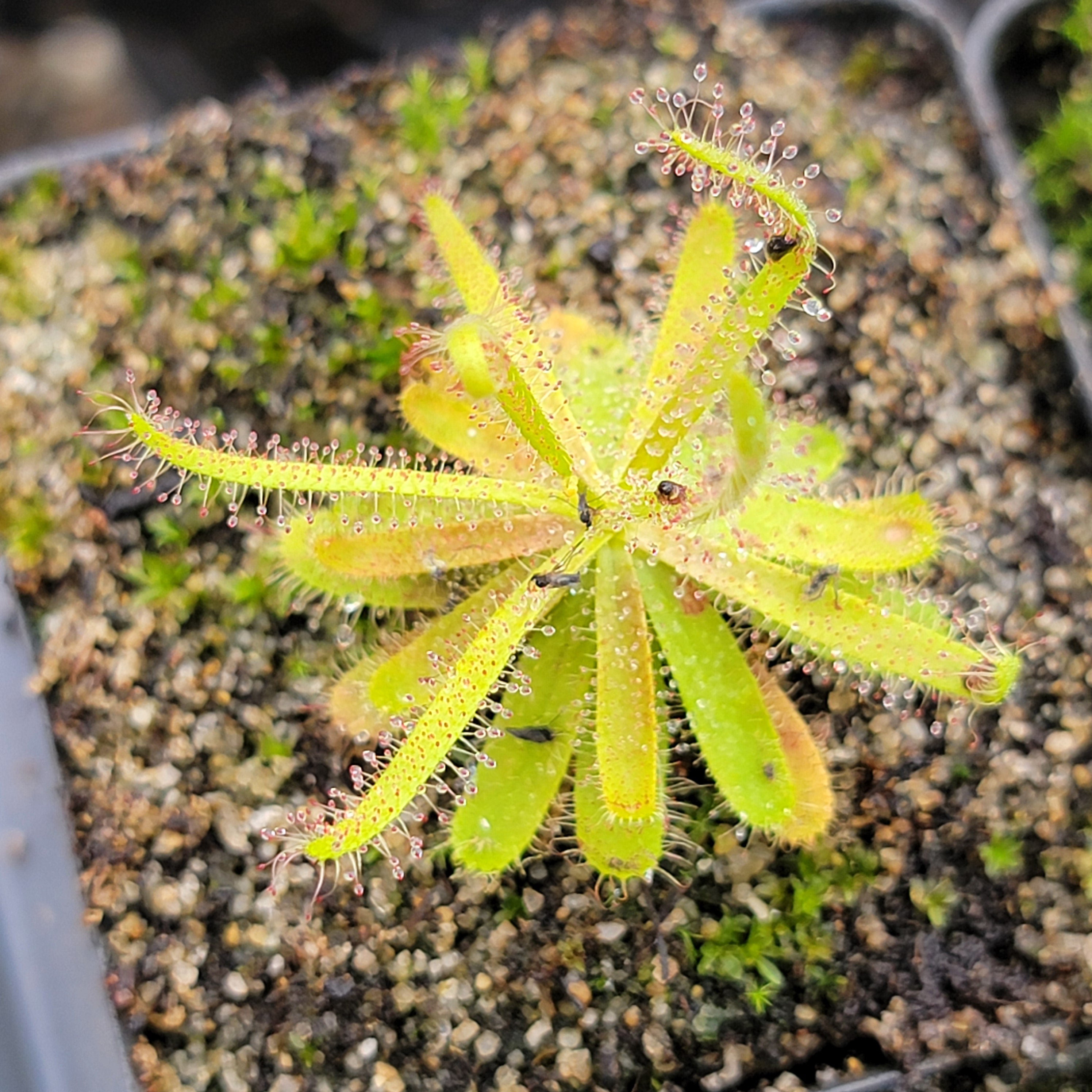 Drosera variegata {Tra Tra Mountains, South Africa} -Drosera -Rainbow Carnivorous Plants LLC