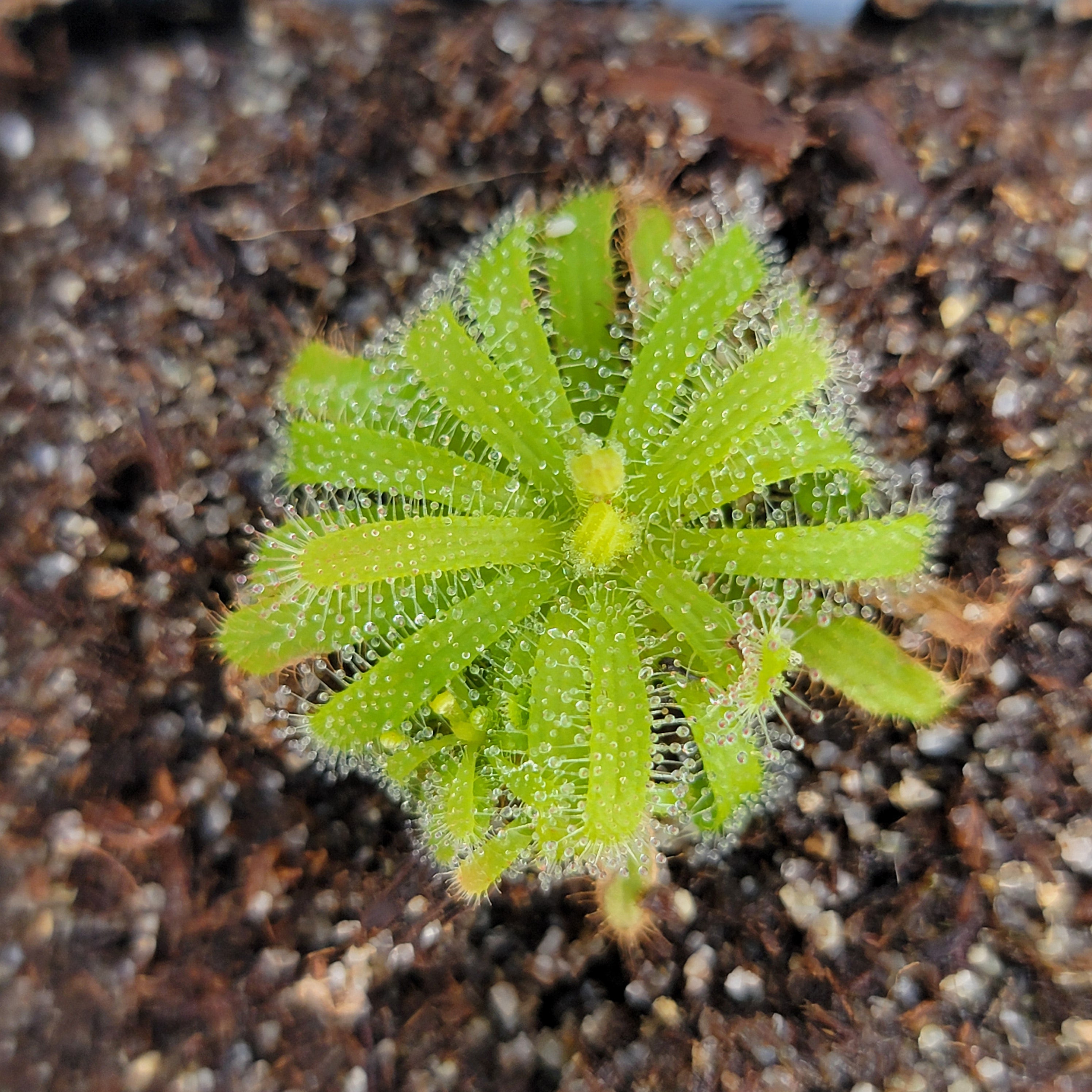 Drosera cistiflora yellow flower {Piketberg, SA} -Drosera -Rainbow Carnivorous Plants LLC