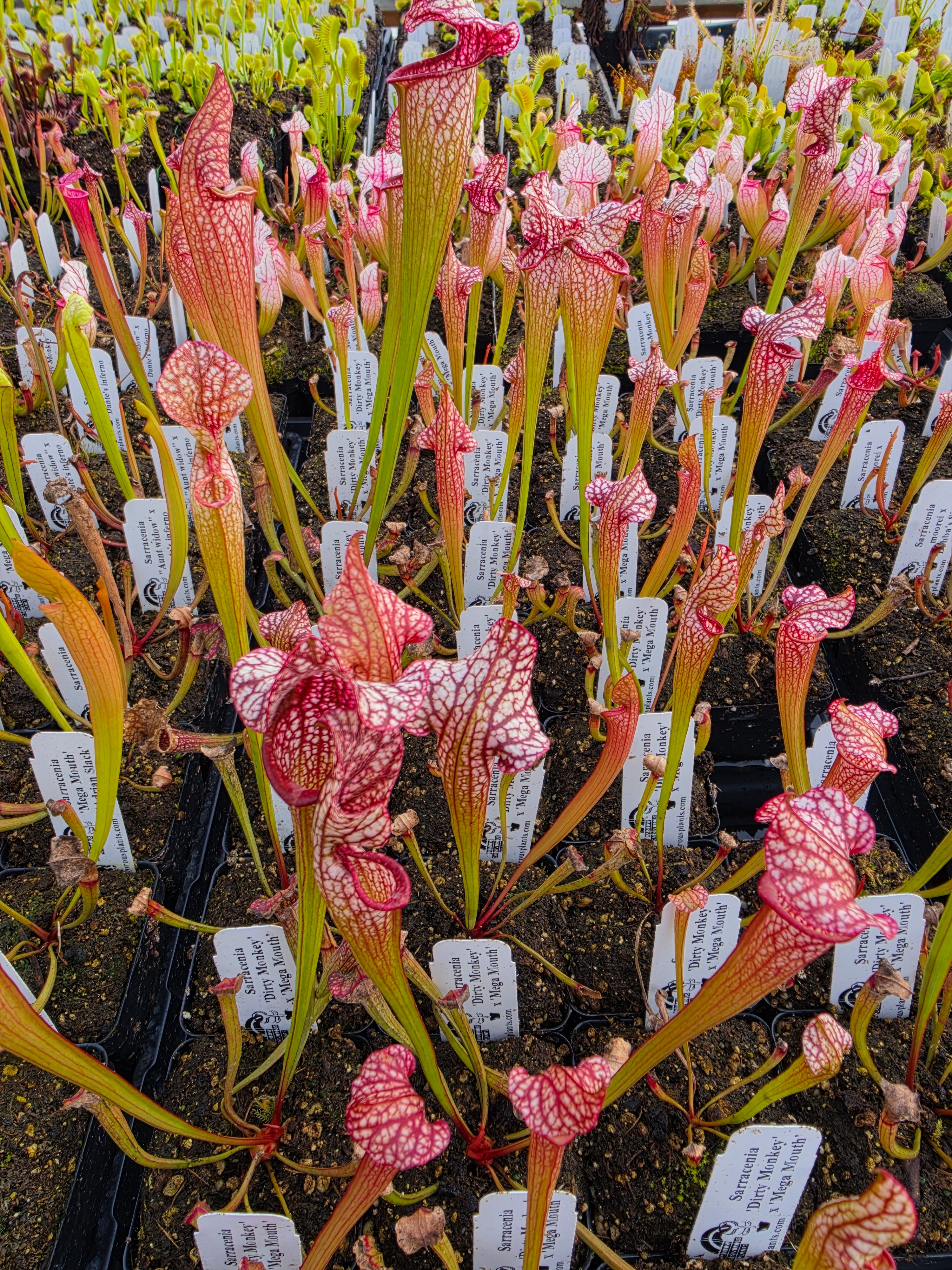 Sarracenia 'Dirty Monkey' x 'Mega Mouth' seedling -Sarracenia -Rainbow Carnivorous Plants LLC