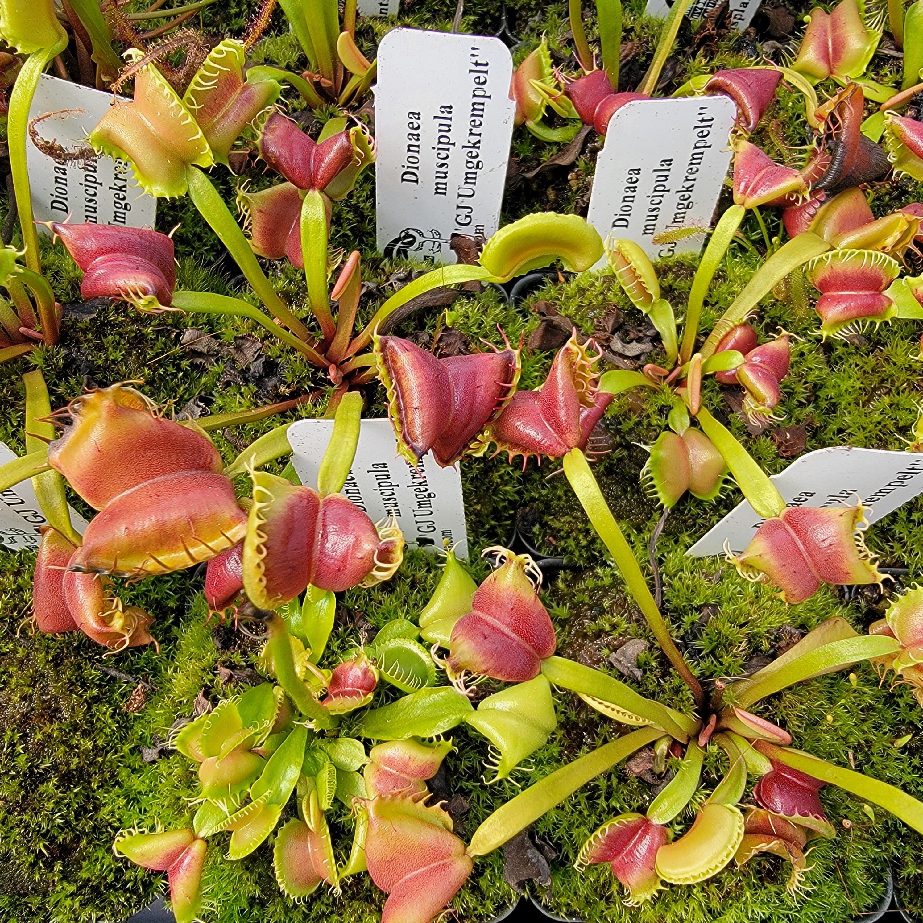 Venus flytrap (Dionaea muscipula) GJ Umgekrempelt