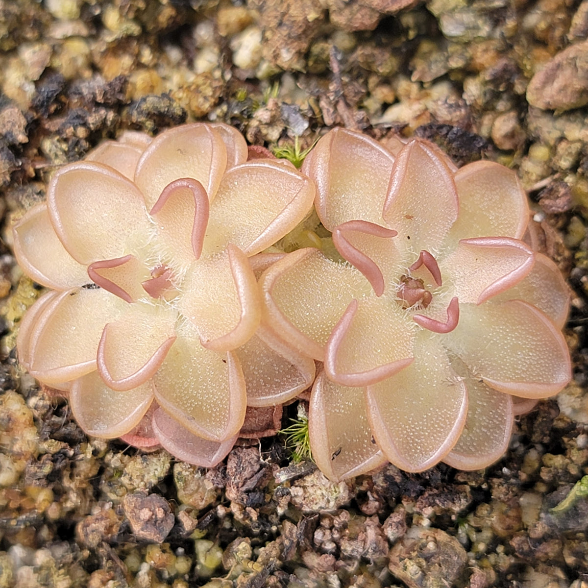 Pinguicula rotundiflora x gracilis