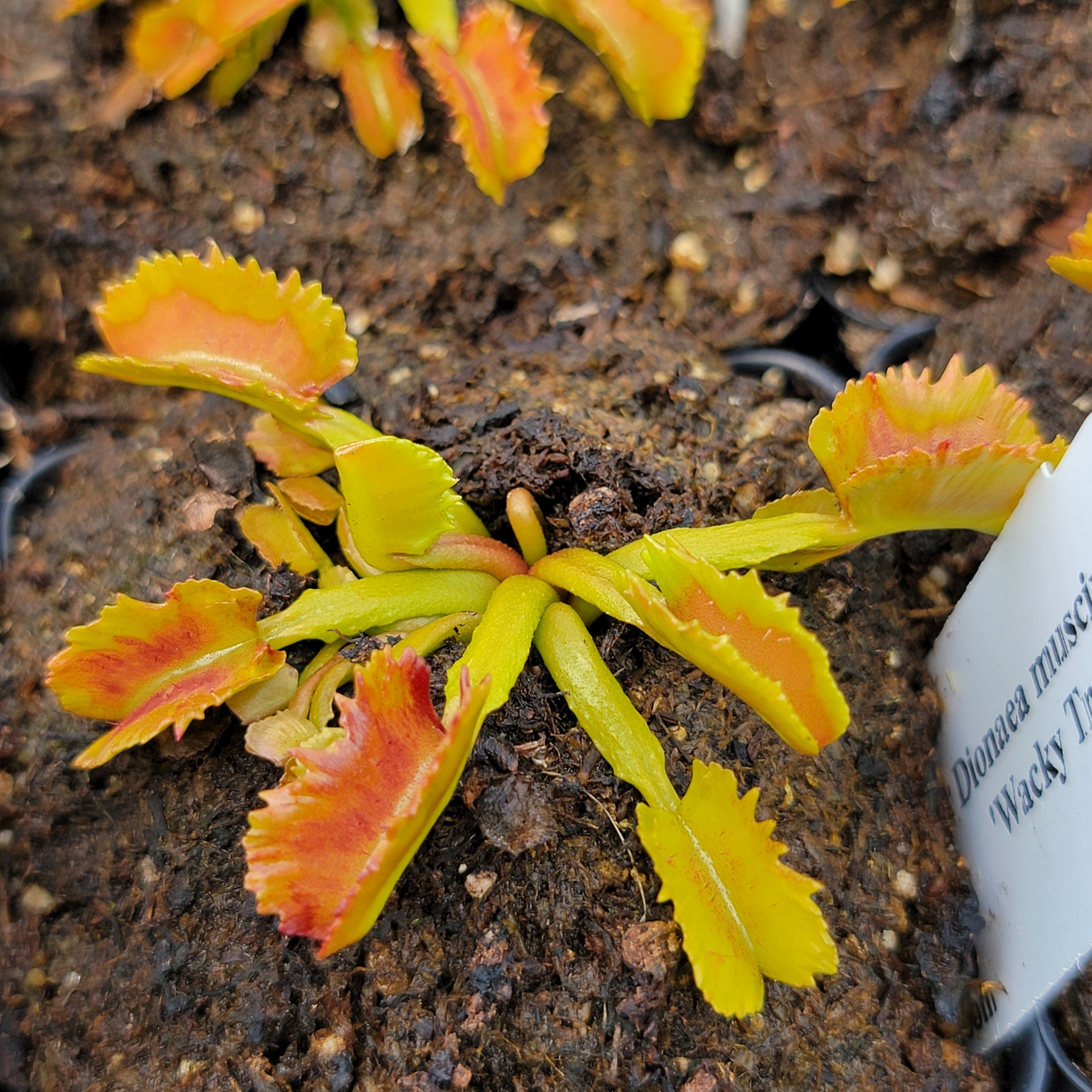 Venus flytrap (Dionaea muscipula) 'Wacky Traps' -Venus flytrap -Rainbow Carnivorous Plants LLC