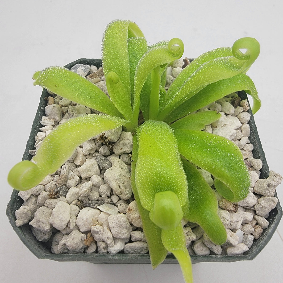 Pinguicula 'Alebrije'