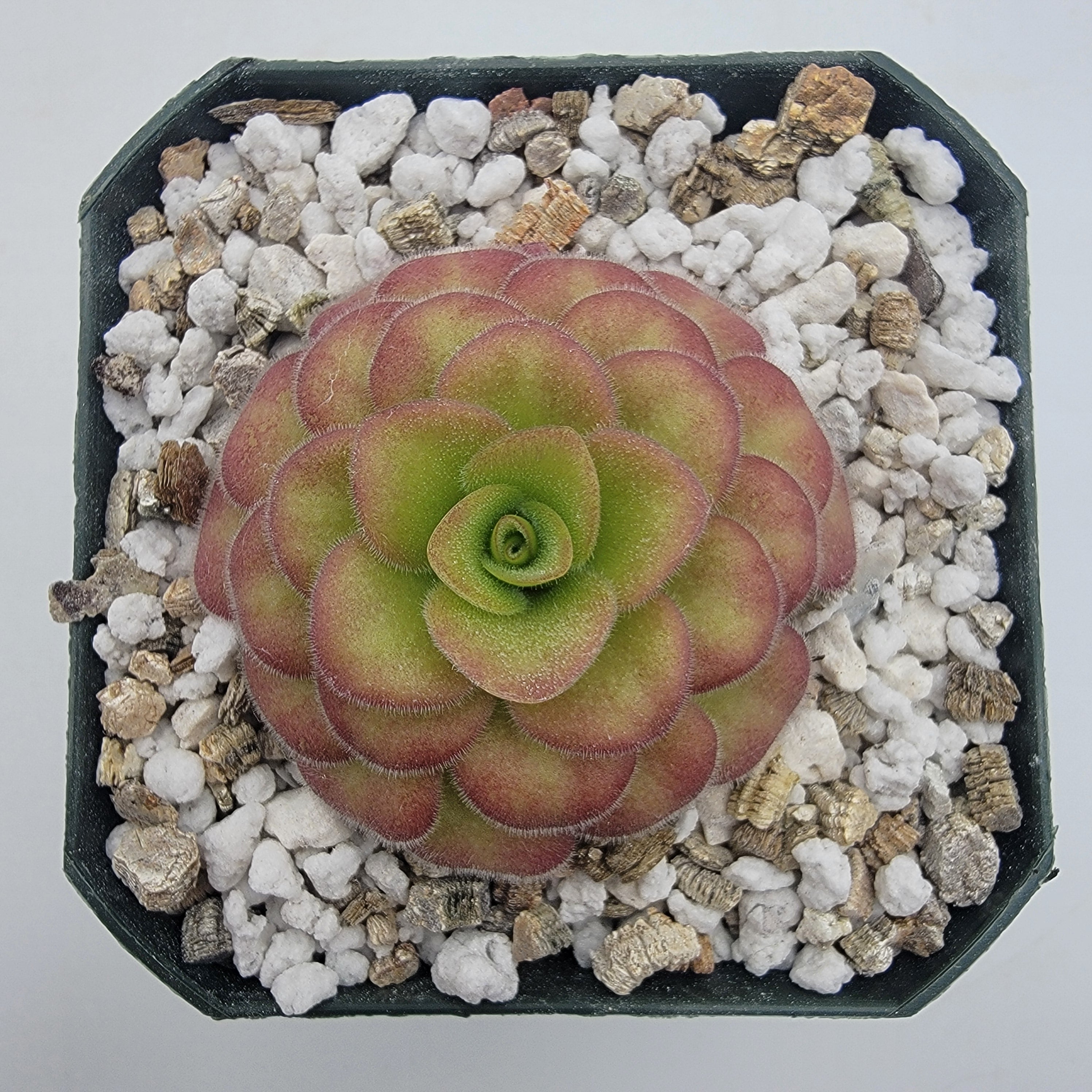 Pinguicula agnata 'El Lobo' x 'Huahuapan' (Red clone) -Butterworts -Rainbow Carnivorous Plants LLC