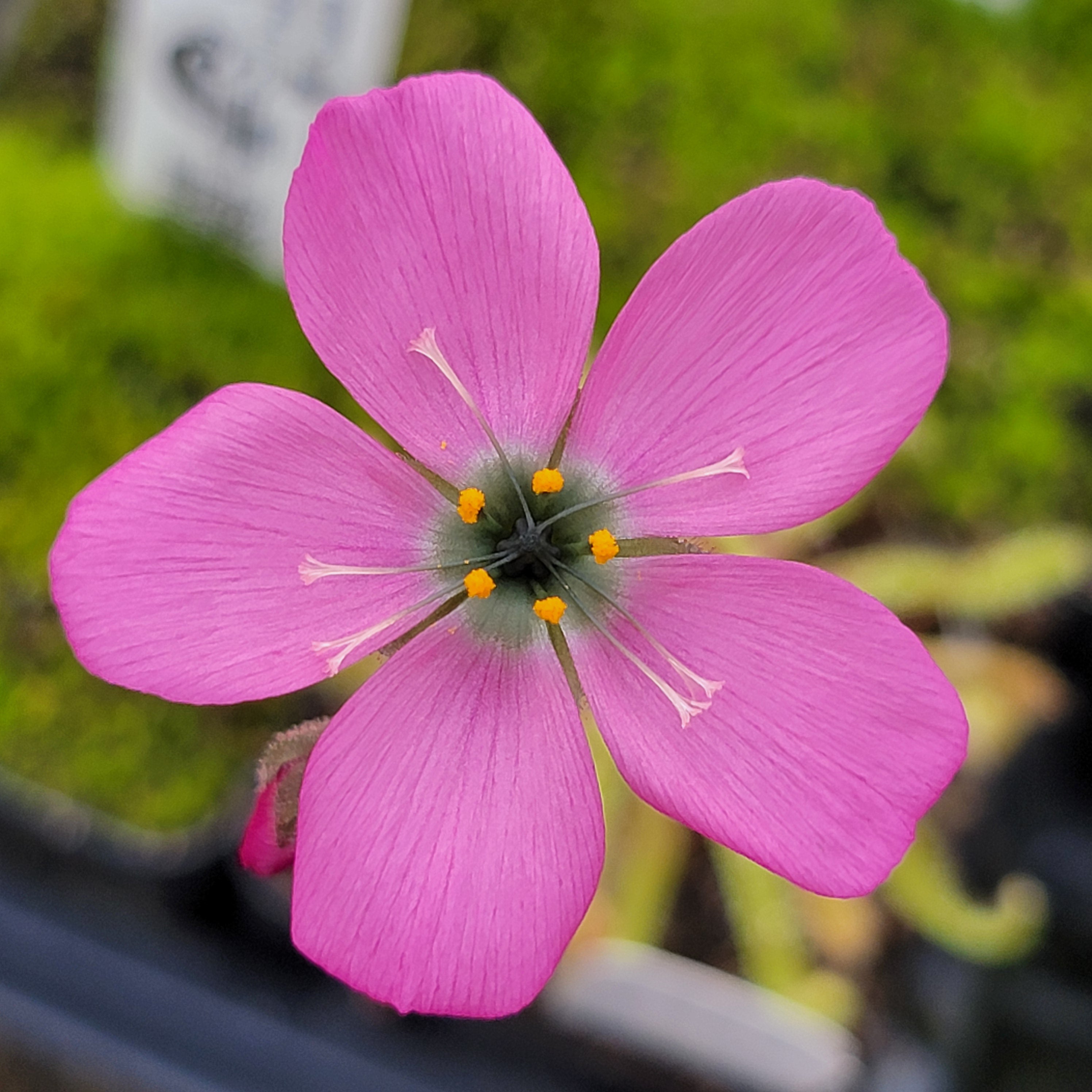 Drosera variegata {Tra Tra Mountains, South Africa} -Drosera -Rainbow Carnivorous Plants LLC