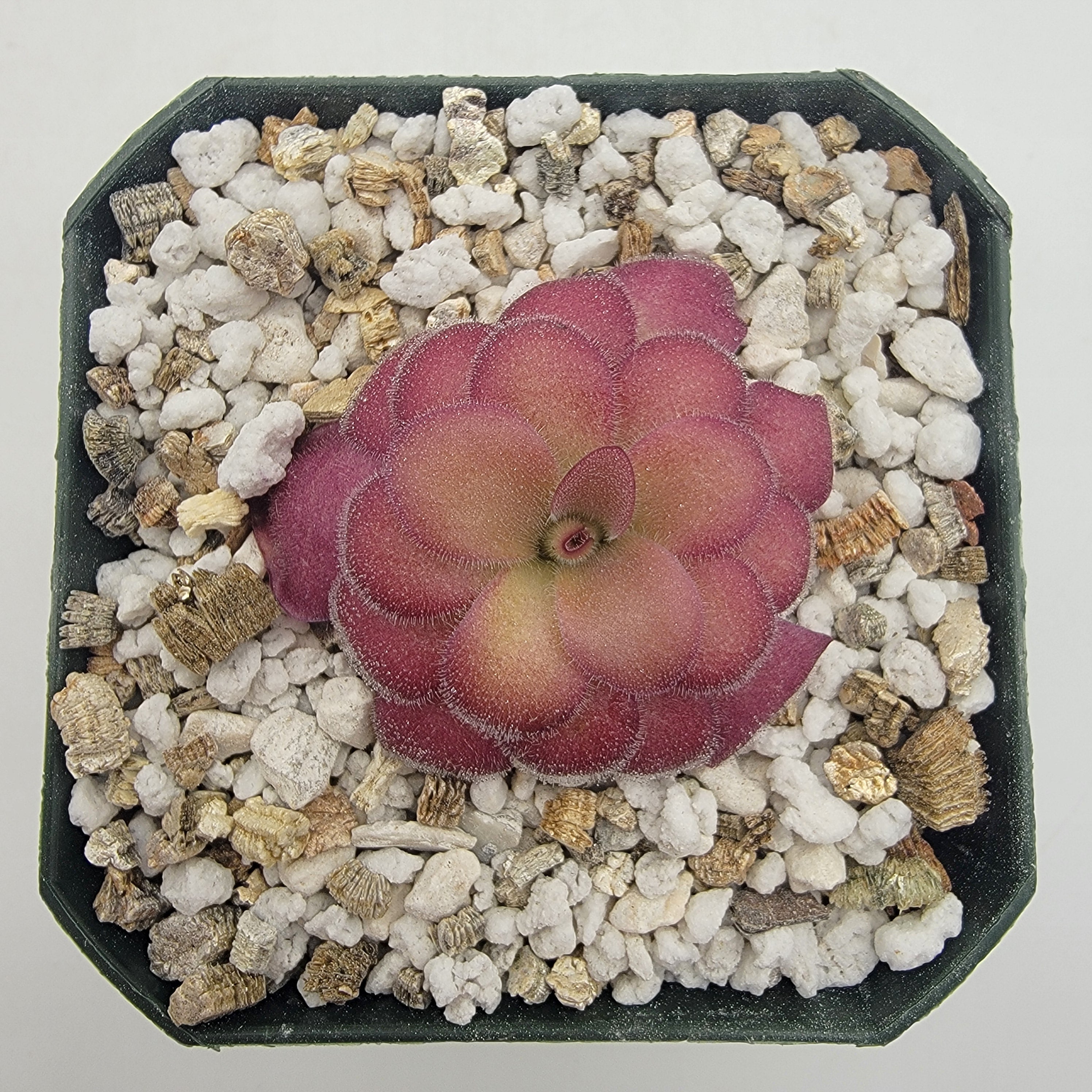 Pinguicula agnata 'El Lobo' x 'Huahuapan' (Red clone) -Butterworts -Rainbow Carnivorous Plants LLC