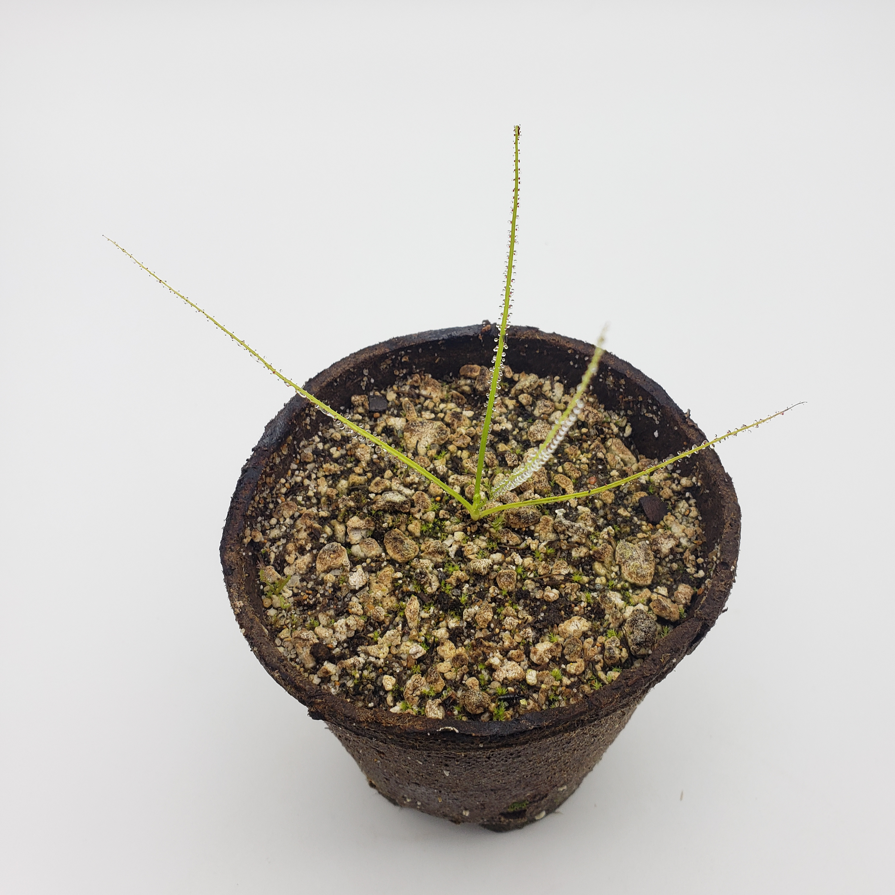 Dewy Pine (Drosophyllum lusitanicum) - Rainbow Carnivorous Plants LLC