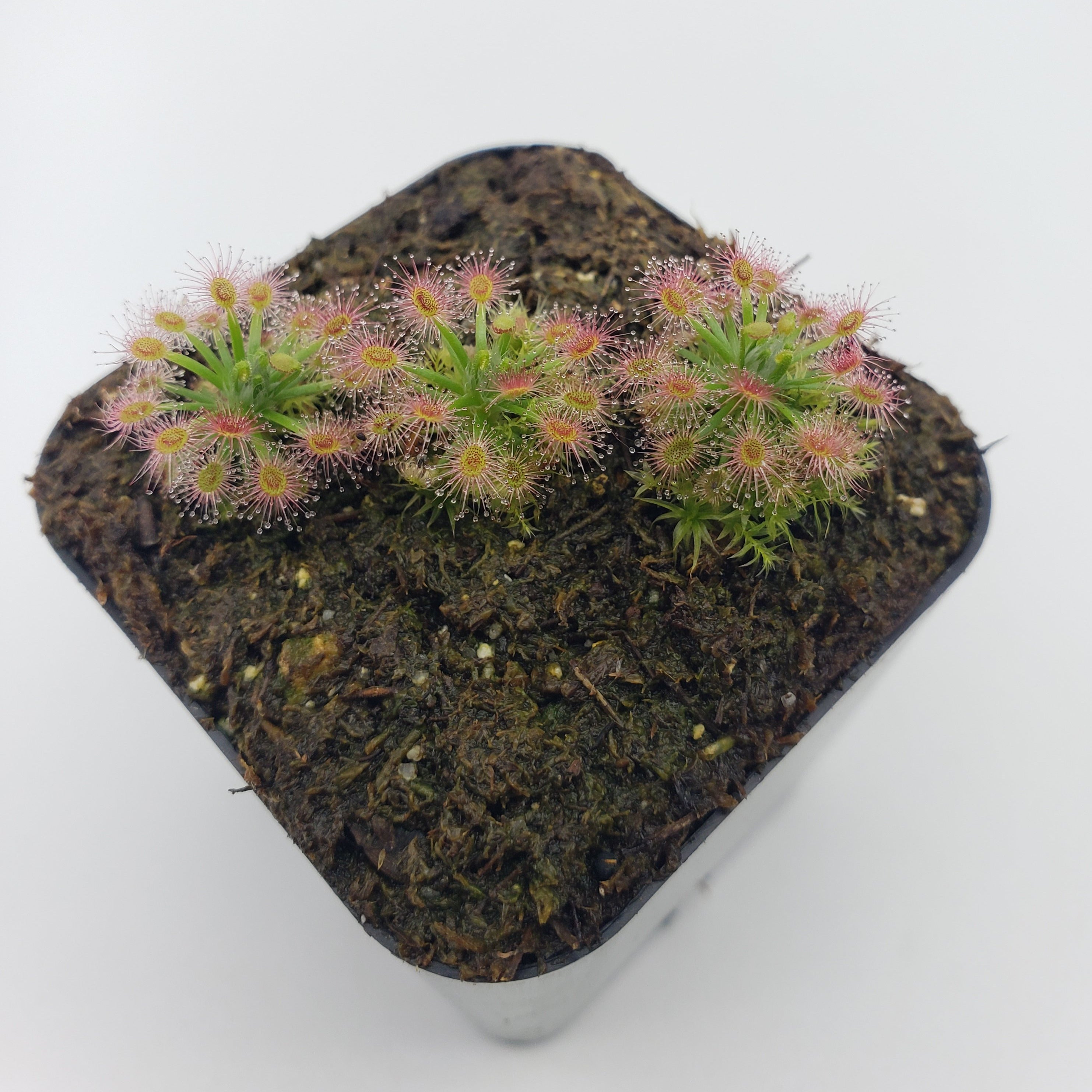Drosera paleacea -Pygmy Sundew- Live carnivorous plant- - Rainbow Carnivorous Plants LLC
