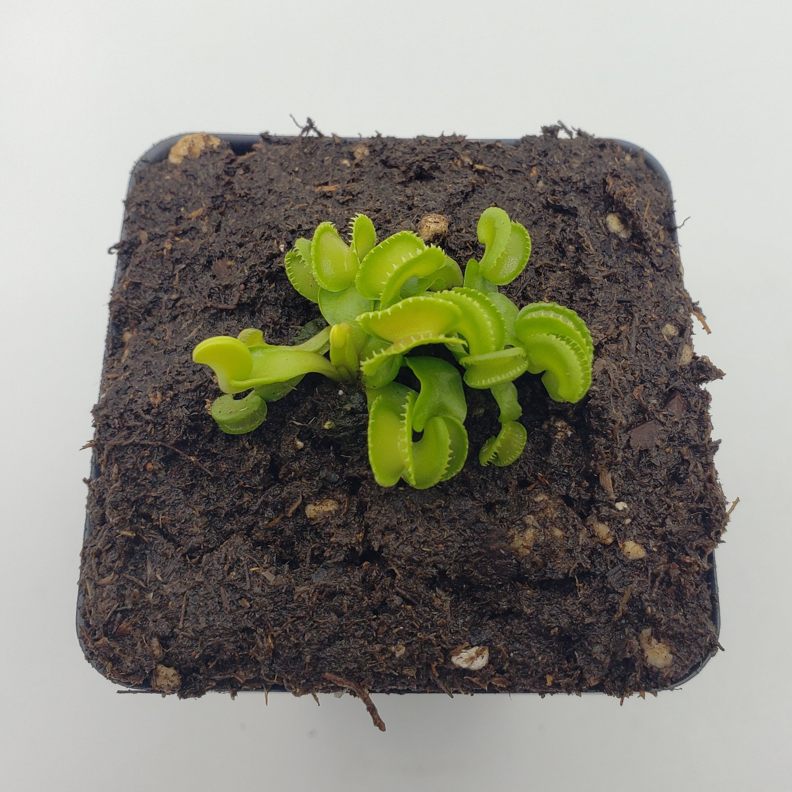 Venus flytrap (Dionaea muscipula) "GJ Giant Cudo" - Rainbow Carnivorous Plants LLC