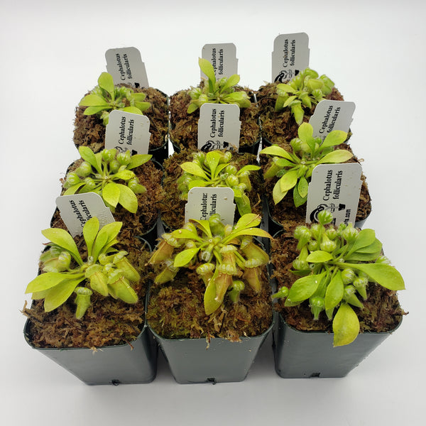 Cephalotus follicularis S/M/L/XL