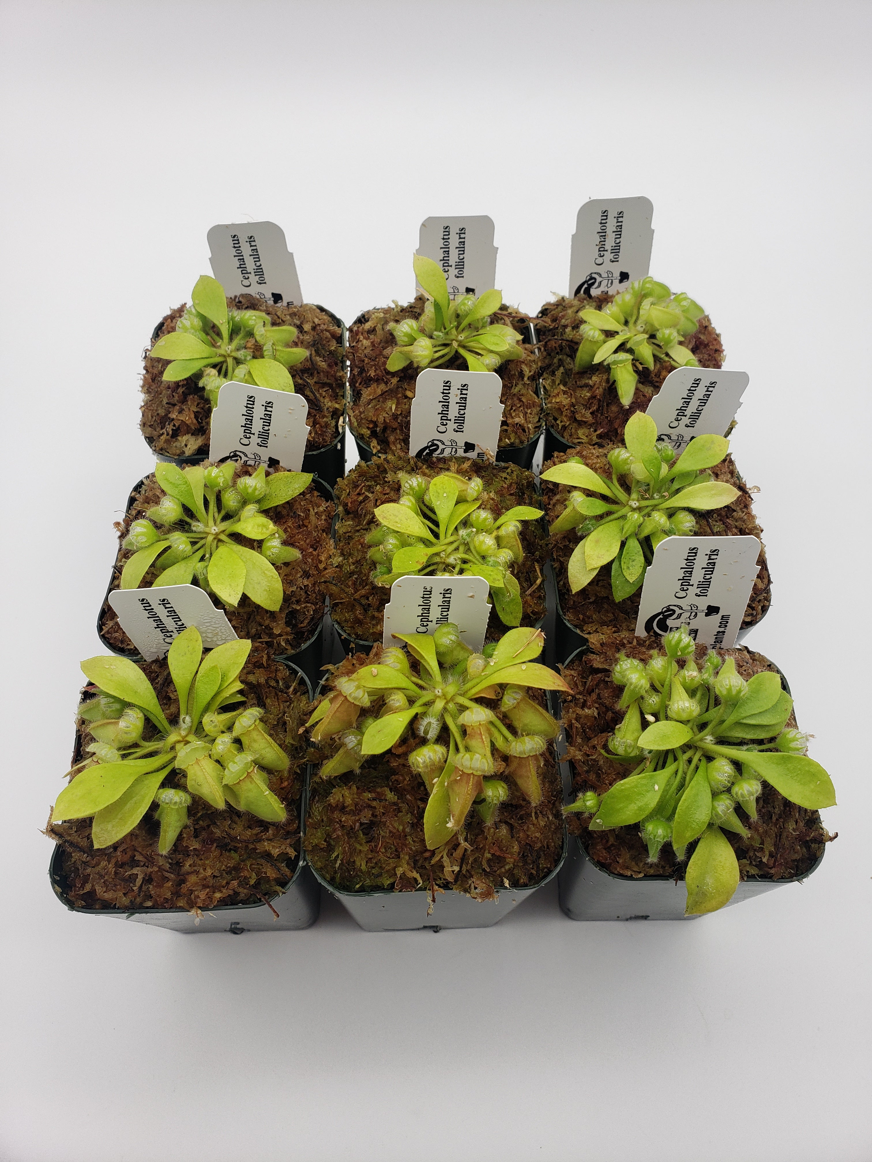 Cephalotus follicularis HMZ×SOHG Cephalotus follicularis 