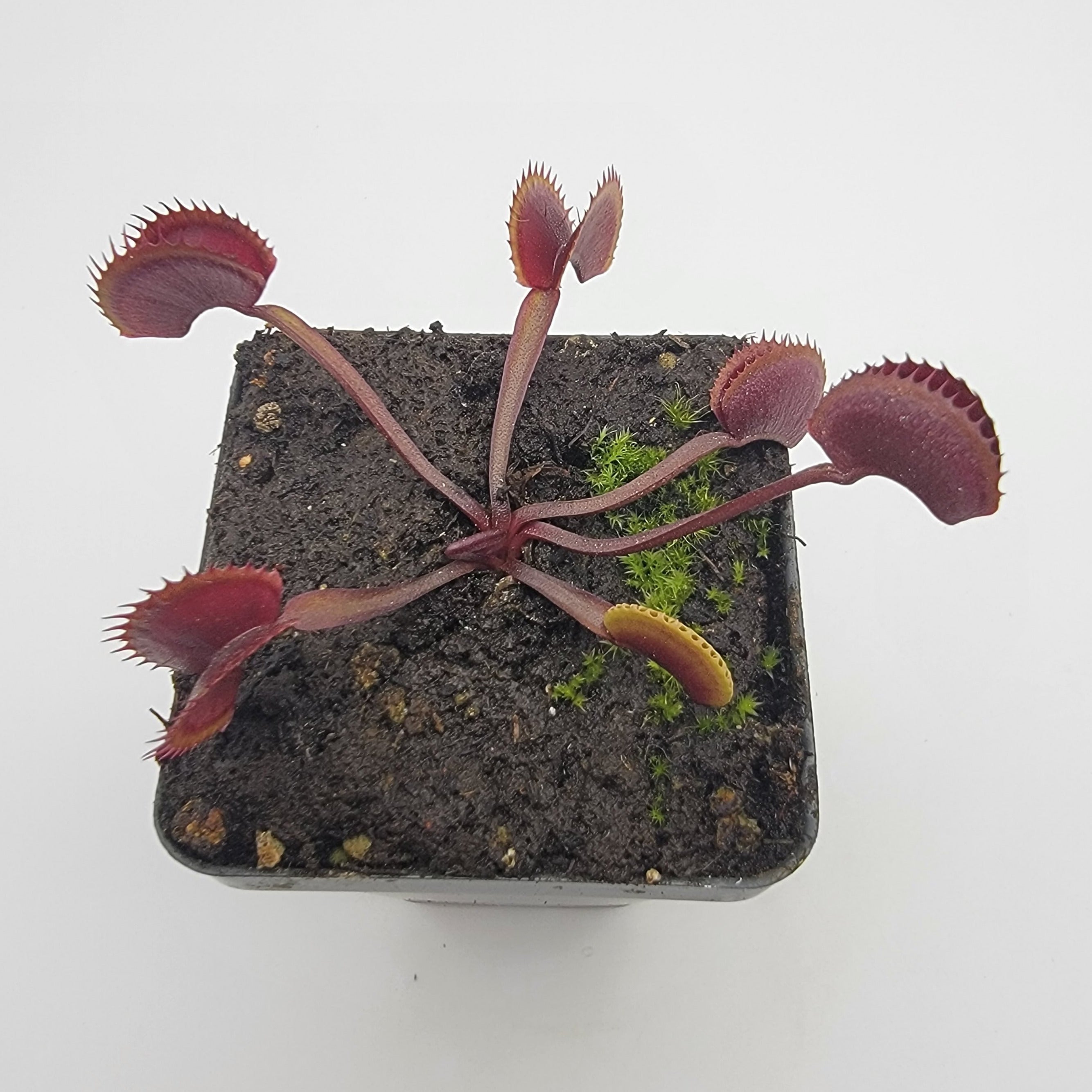 Venus flytrap (Dionaea muscipula) 'Royal Red' - Rainbow Carnivorous Plants LLC