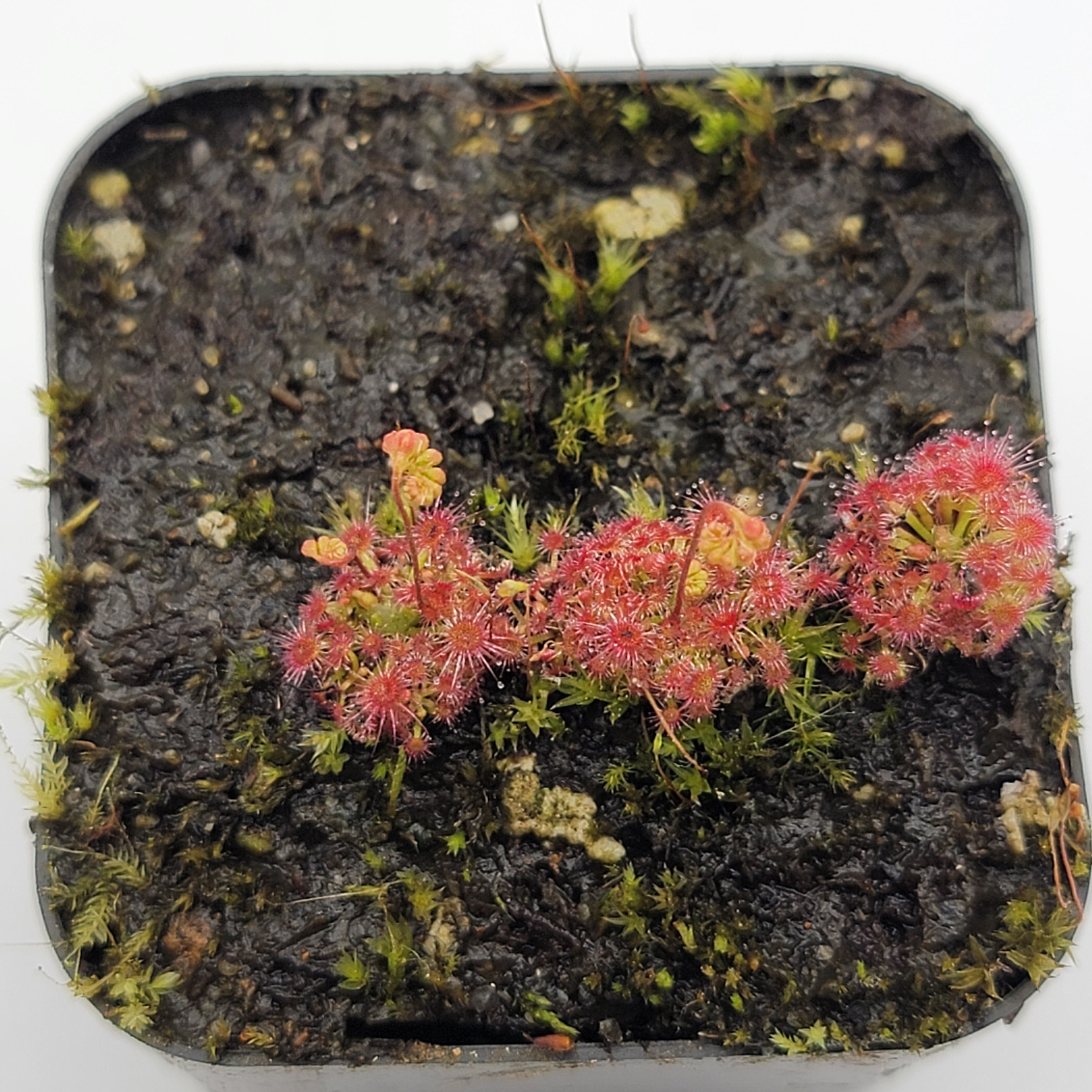 Drosera micrantha - Rainbow Carnivorous Plants LLC