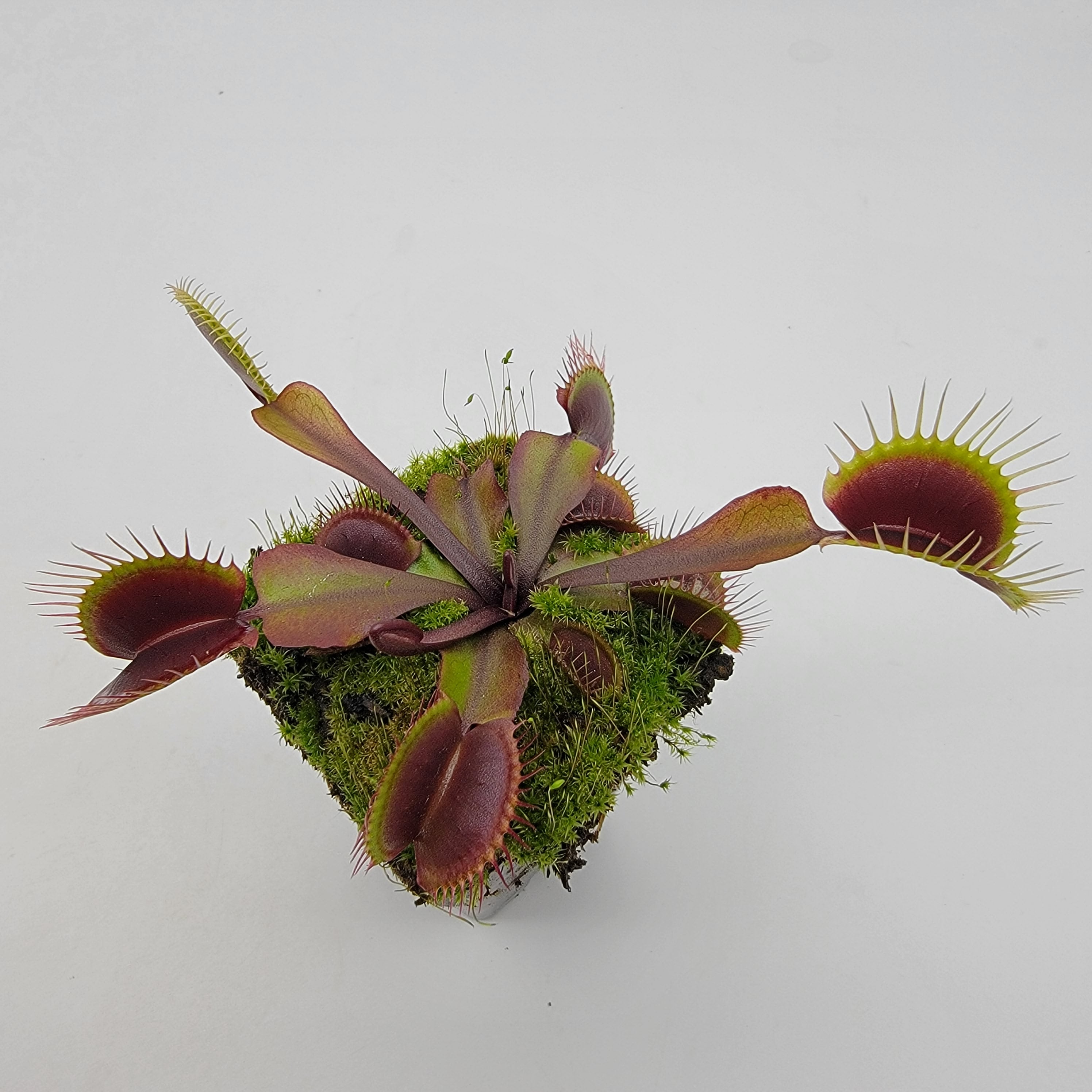 Venus flytrap (Dionaea muscipula) 'Red Burgundy' - Rainbow Carnivorous Plants LLC