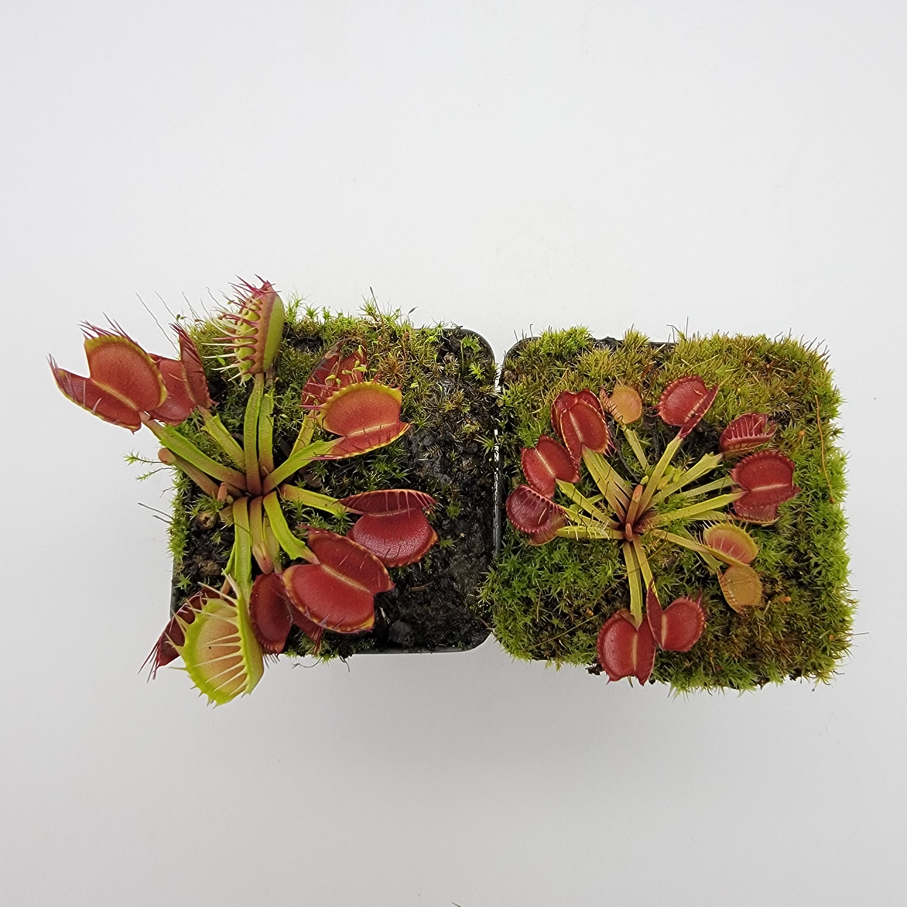 Venus flytrap (Dionaea muscipula) 'Long Red Fingers' - Rainbow Carnivorous Plants LLC