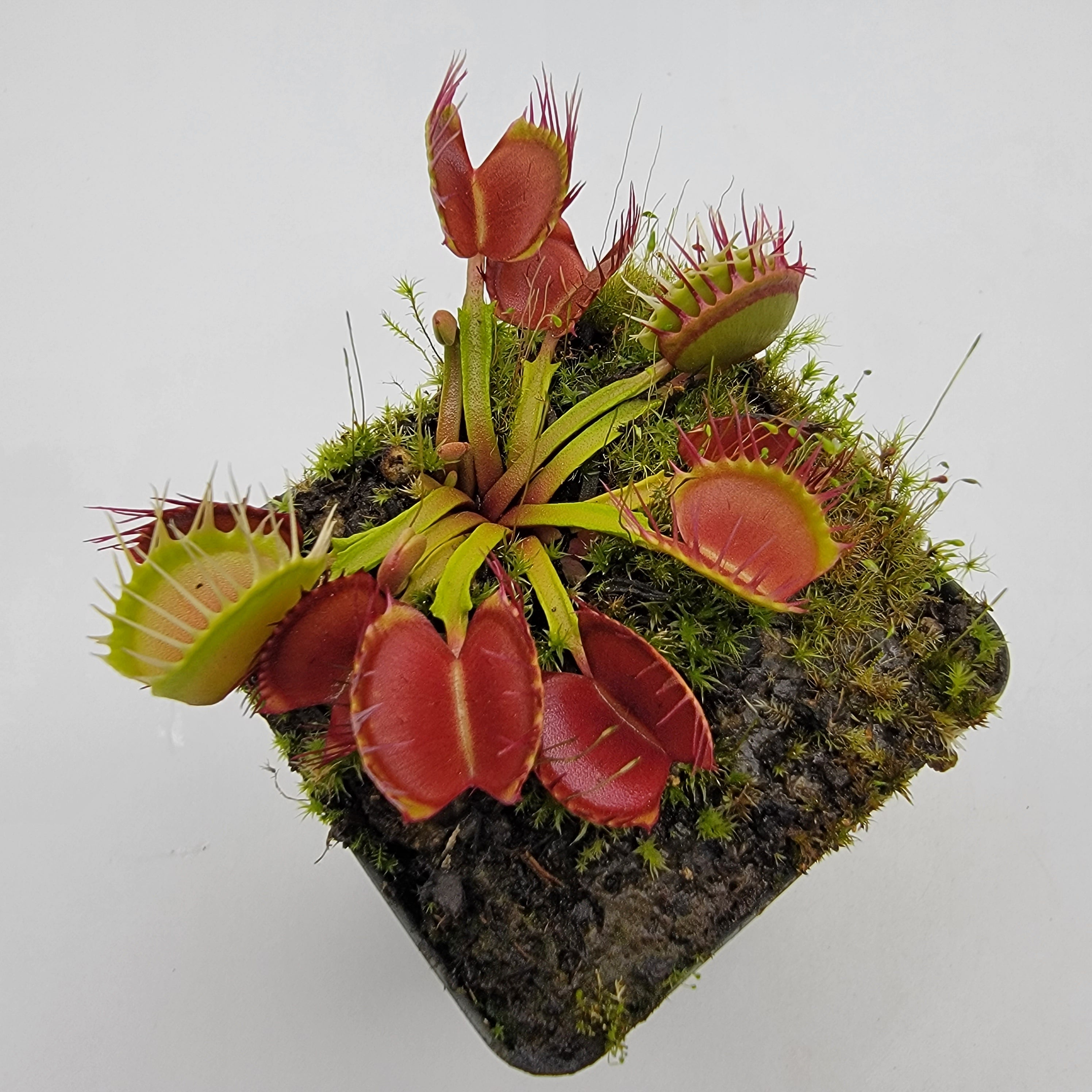 Venus flytrap (Dionaea muscipula) 'Long Red Fingers' - Rainbow Carnivorous Plants LLC