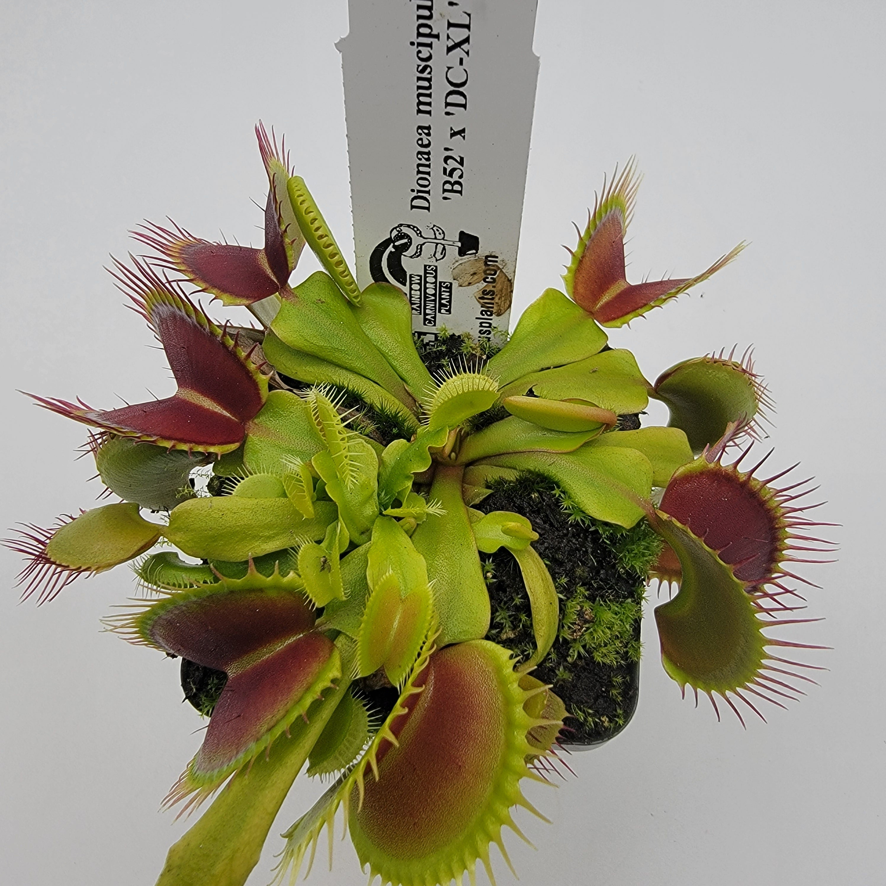 Venus flytrap (Dionaea muscipula) 'B52' x 'DC-XL' | Venus flytrap