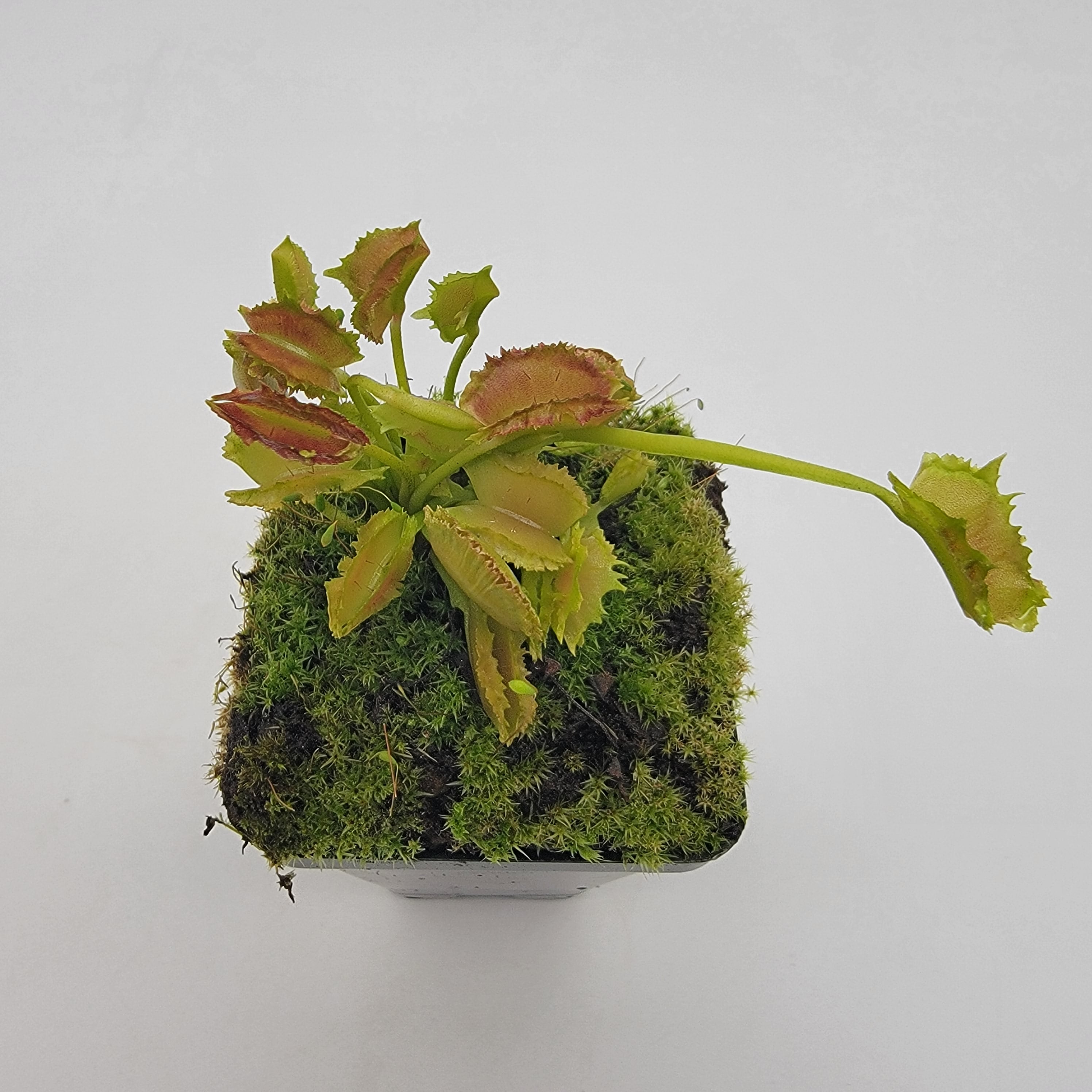 Venus flytrap (Dionaea muscipula) "Biohazard II" - Rainbow Carnivorous Plants LLC