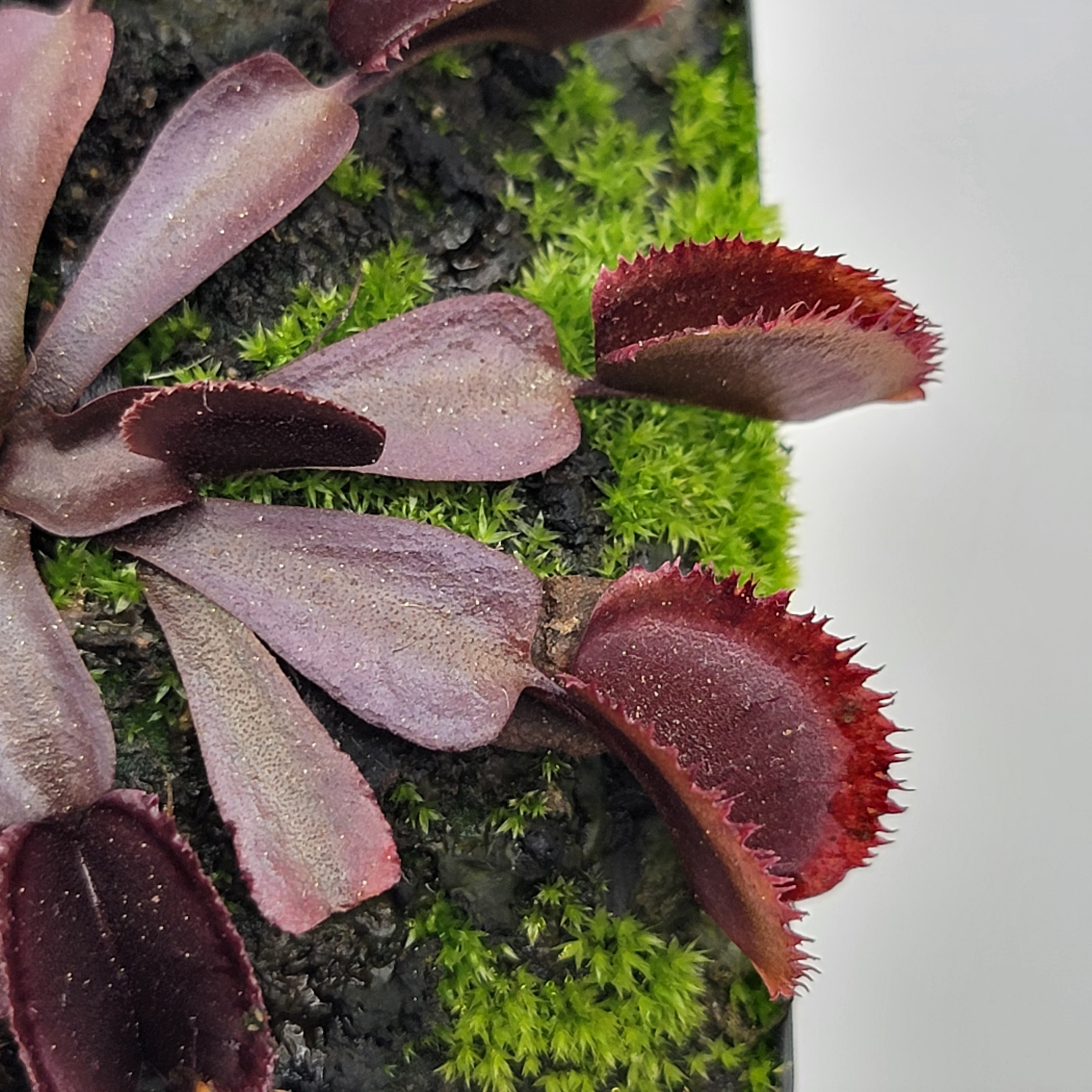 Venus flytrap (Dionaea muscipula)  "Midnight" - Rainbow Carnivorous Plants LLC