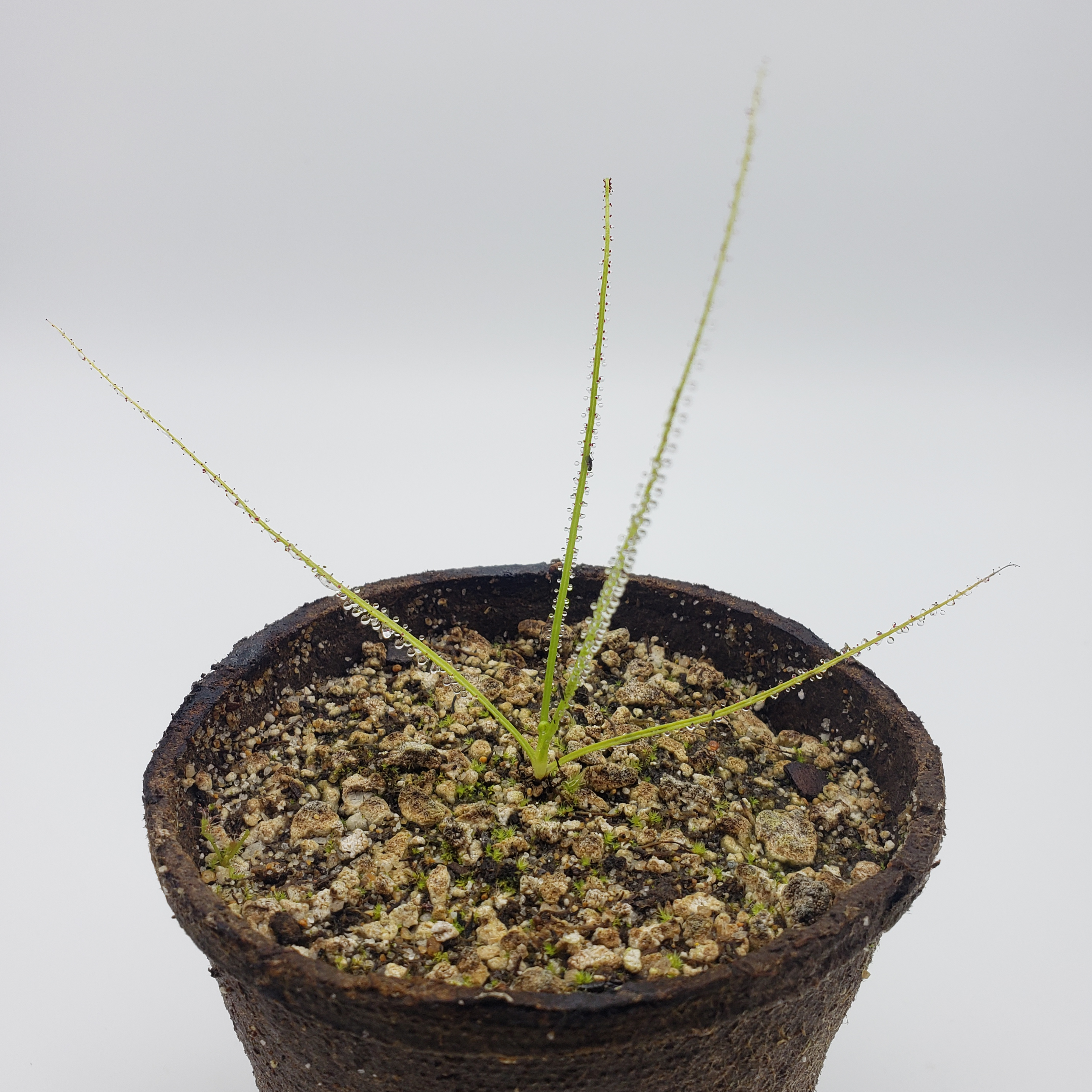 Dewy Pine (Drosophyllum lusitanicum) - Rainbow Carnivorous Plants LLC