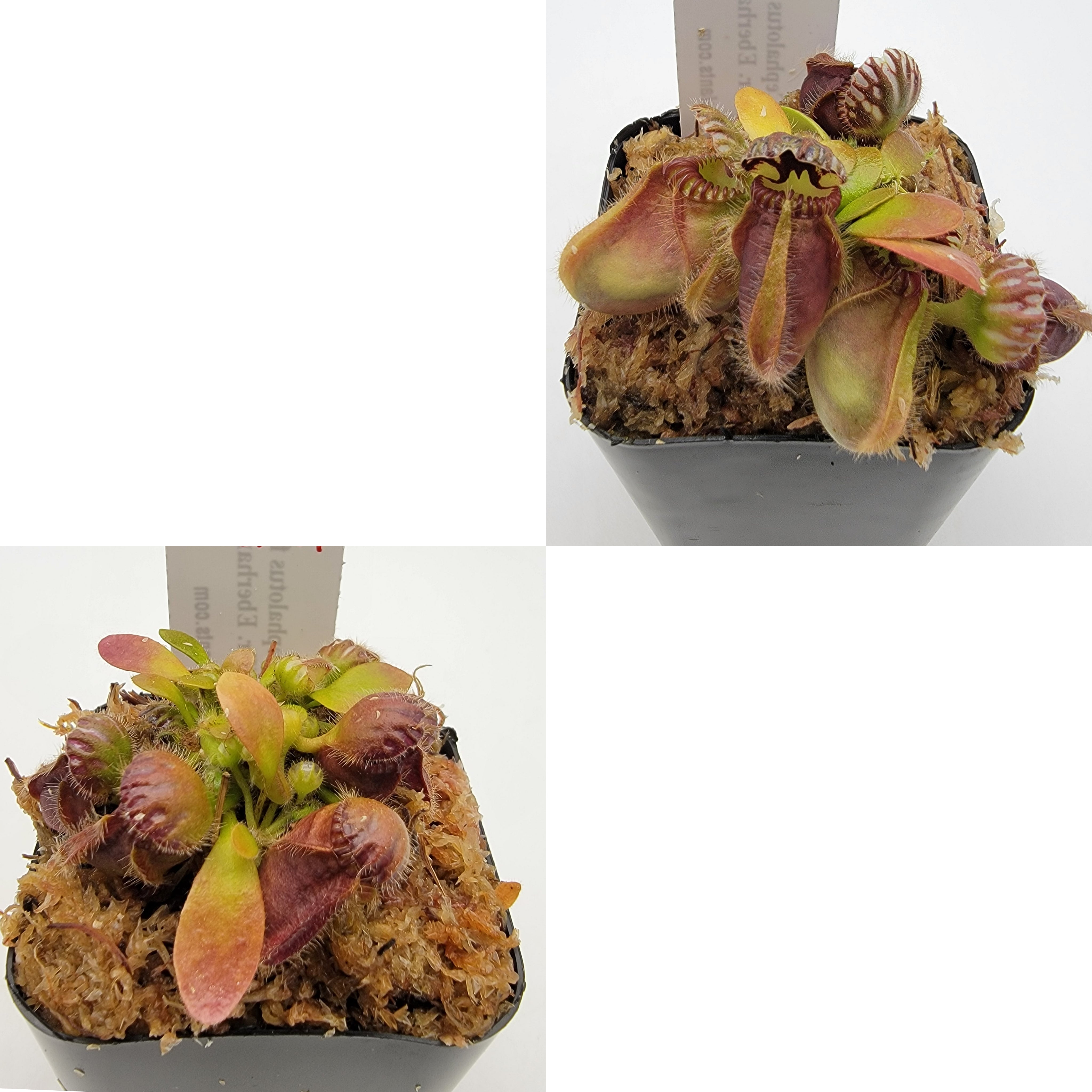 Cephalotus follicularis "Dr. Eberhard König" [WEK-(1H-9H)] - Rainbow Carnivorous Plants LLC