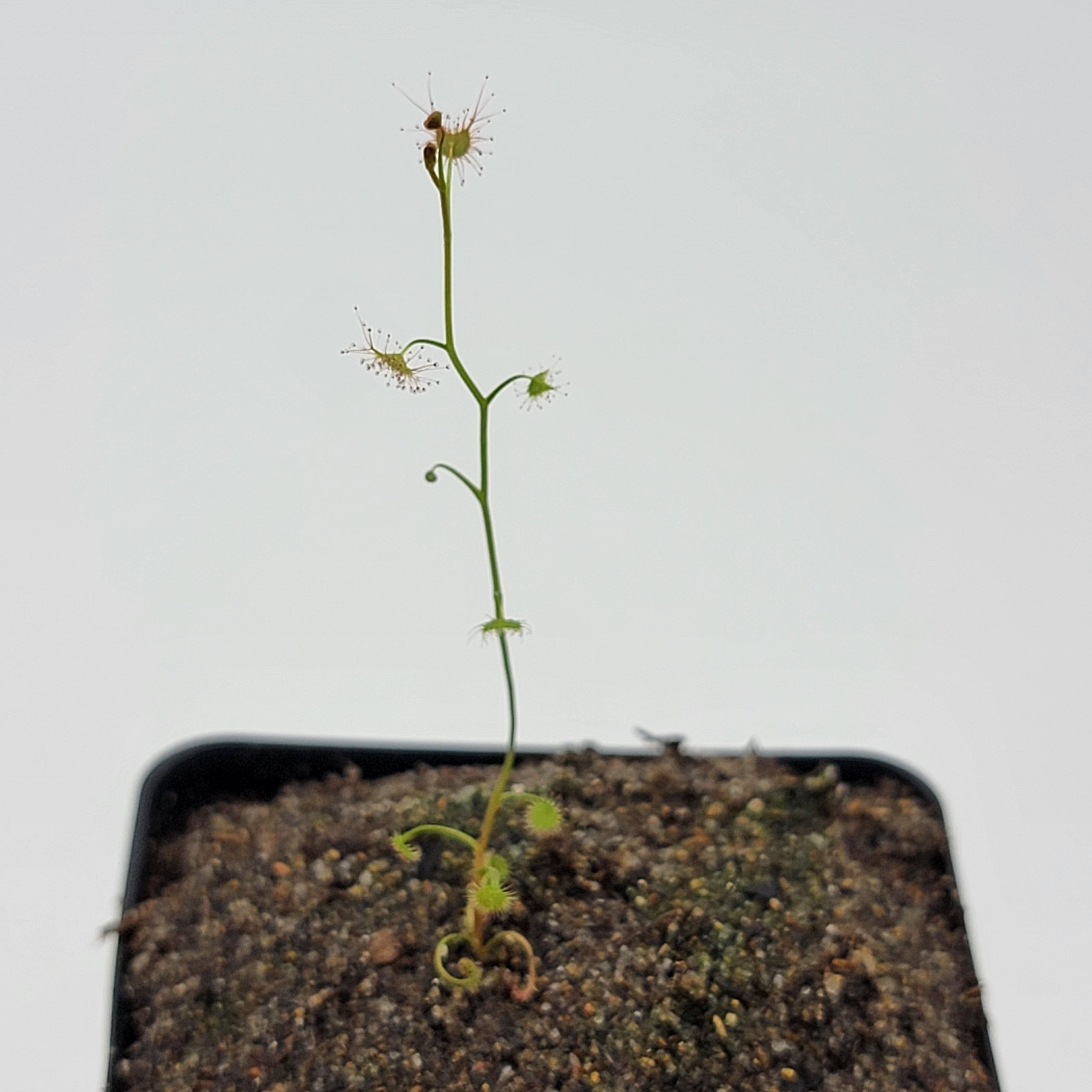 Drosera auriculata {Brisbane Ranges, AU} - Rainbow Carnivorous Plants LLC