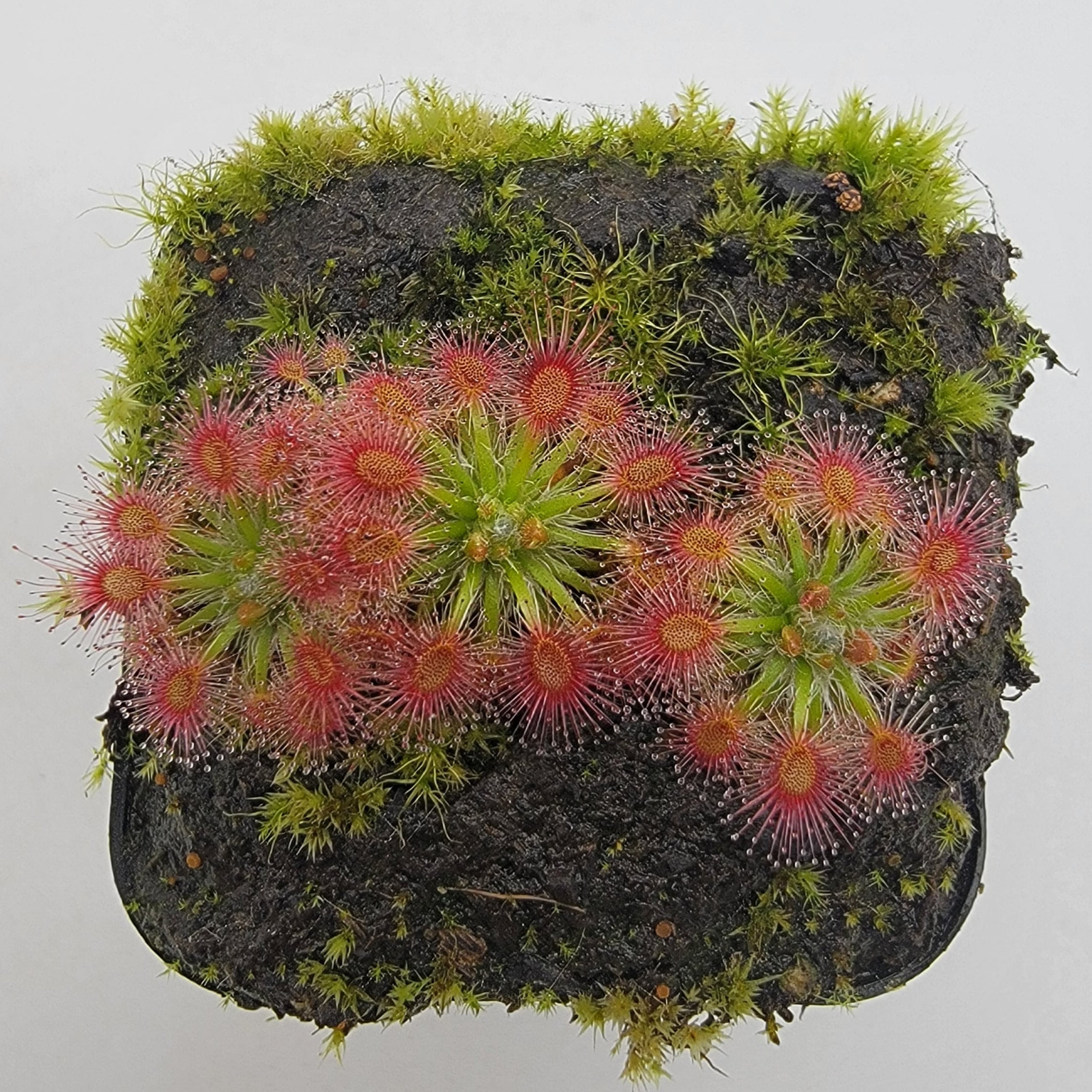Drosera x 'Dork's Pink' - Rainbow Carnivorous Plants LLC
