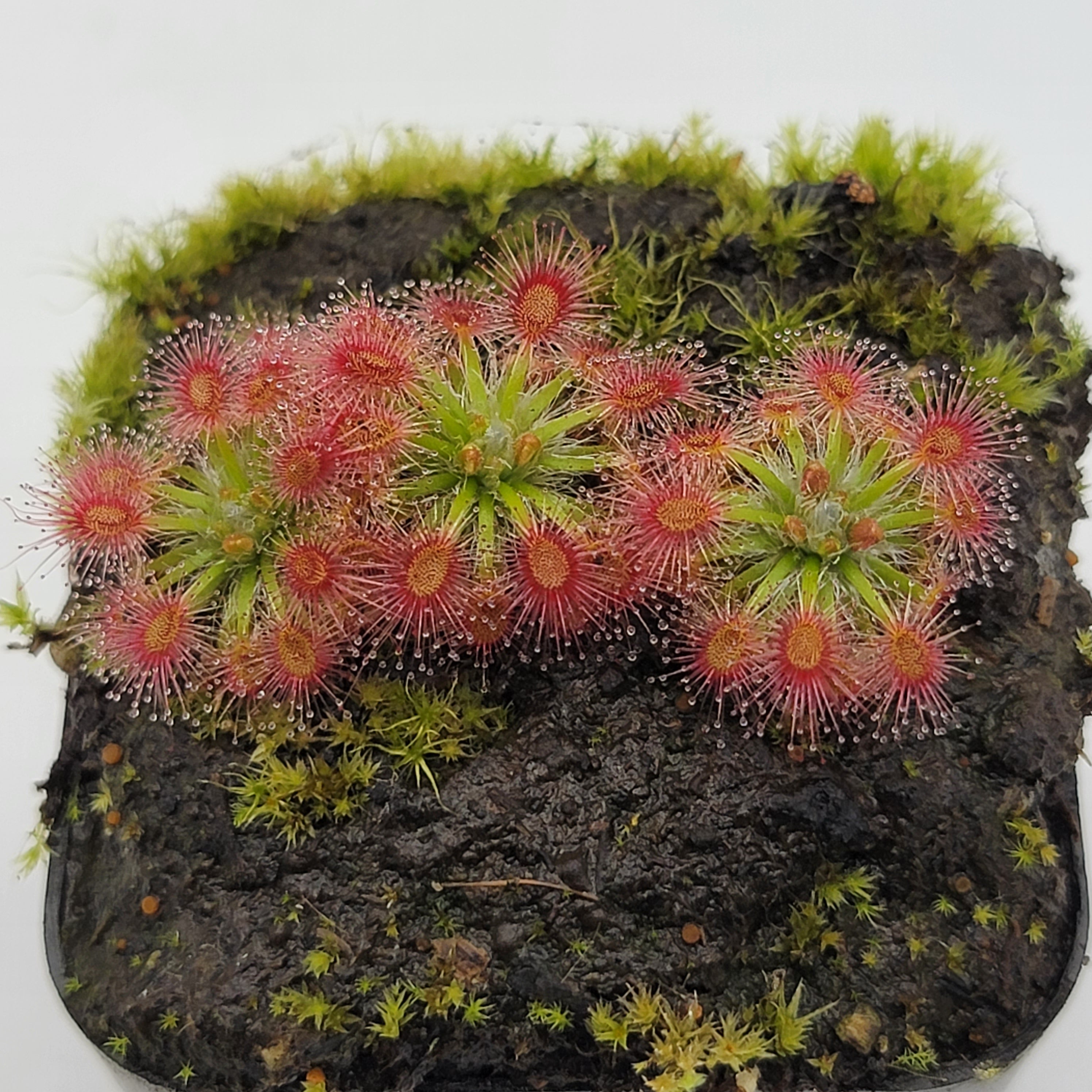 Drosera x 'Dork's Pink' - Rainbow Carnivorous Plants LLC