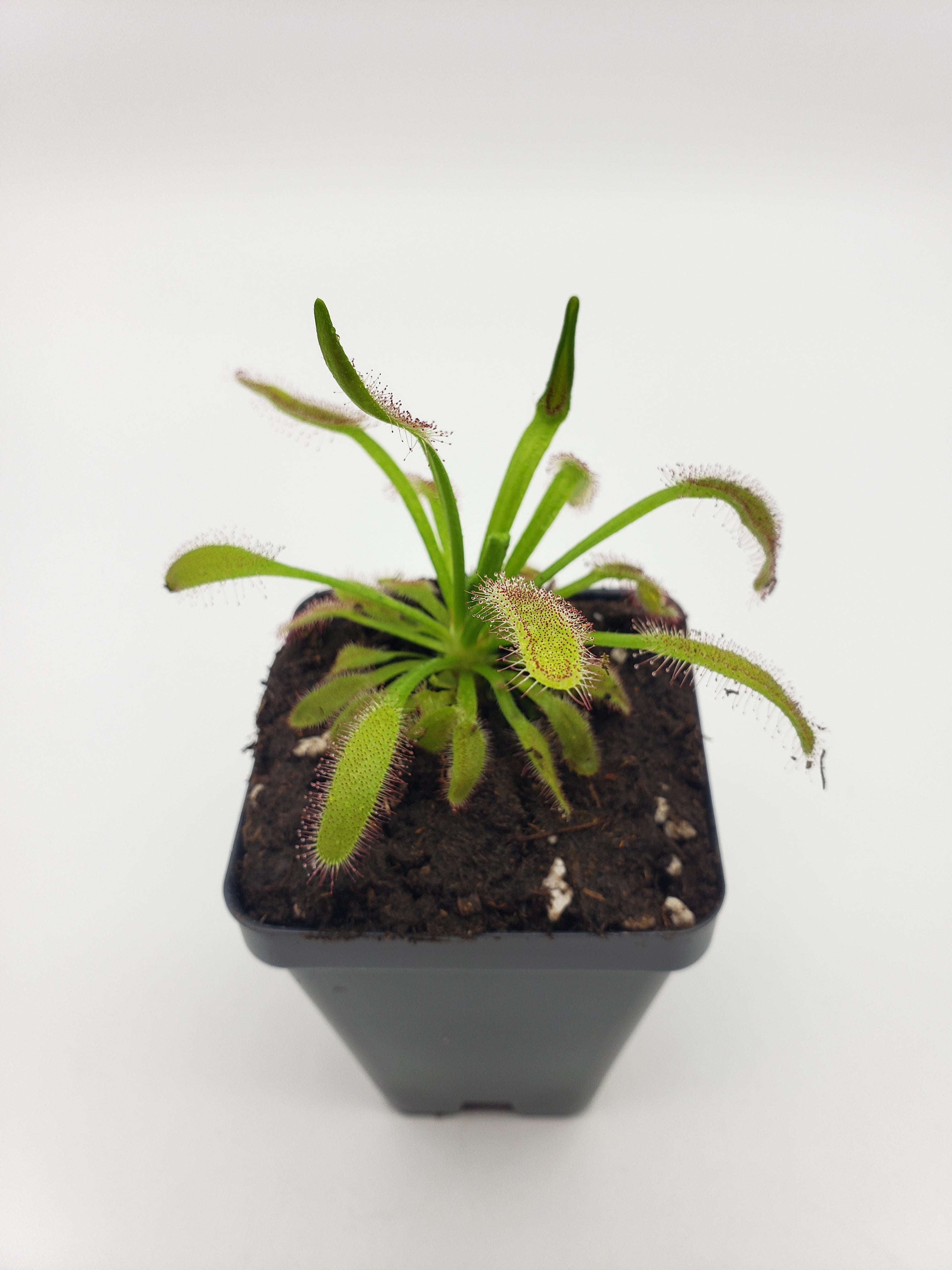 Drosera 'Hercules' x "Montague Pass" [Fungus gnat catcher] -Live carnivorous plant- - Rainbow Carnivorous Plants LLC