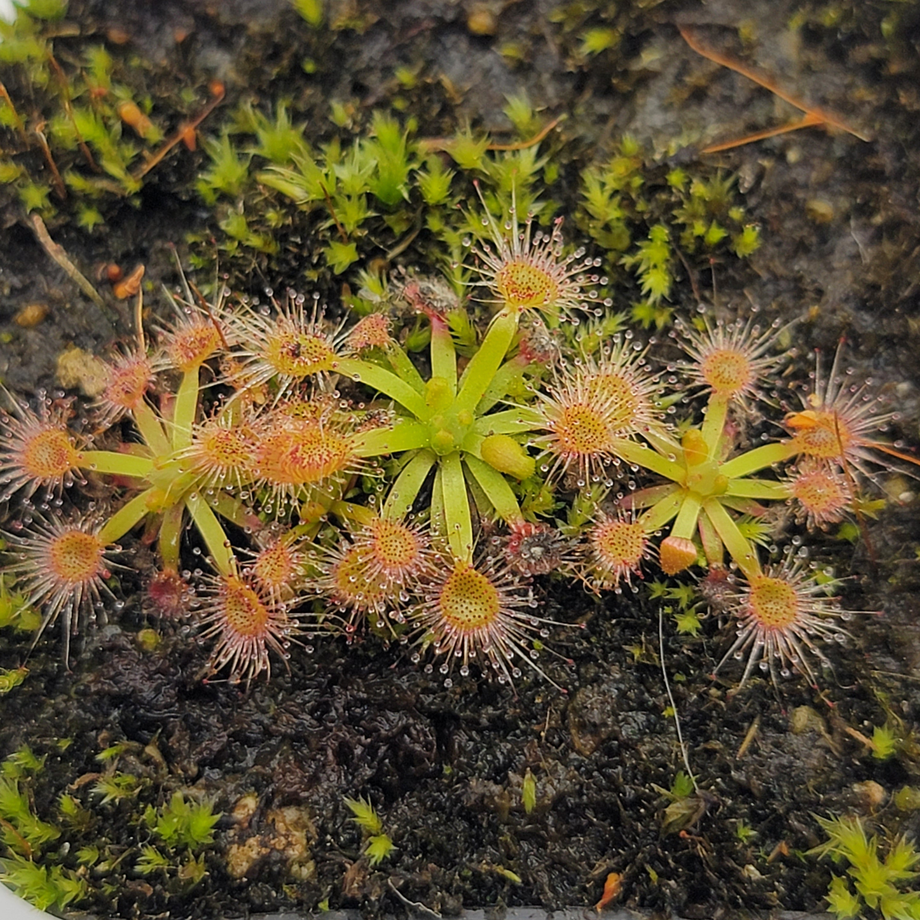 Drosera occidentalis x pulchella - Rainbow Carnivorous Plants LLC