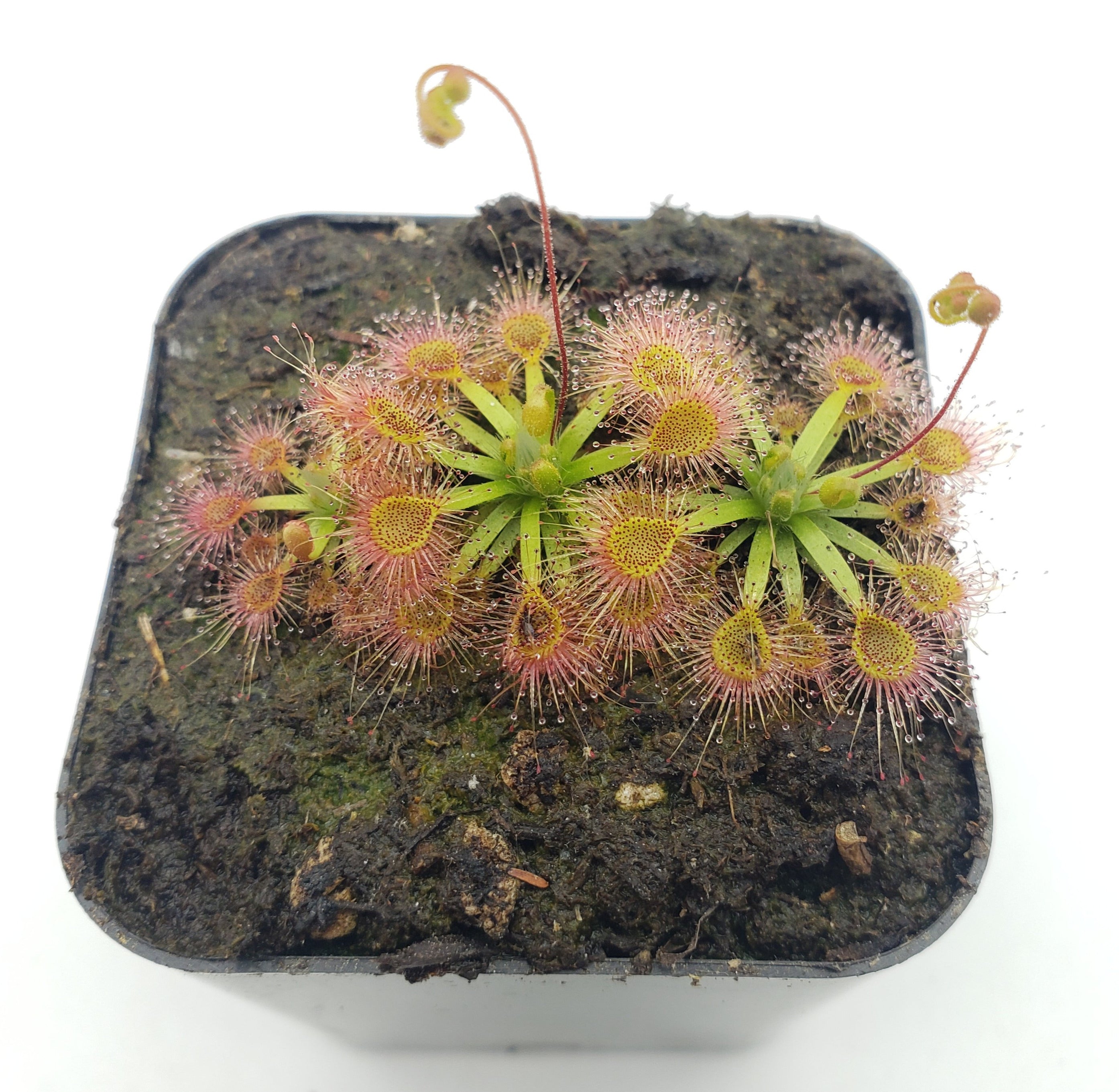 Drosera omissa x pulchella -Live carnivorous plant- - Rainbow Carnivorous Plants LLC