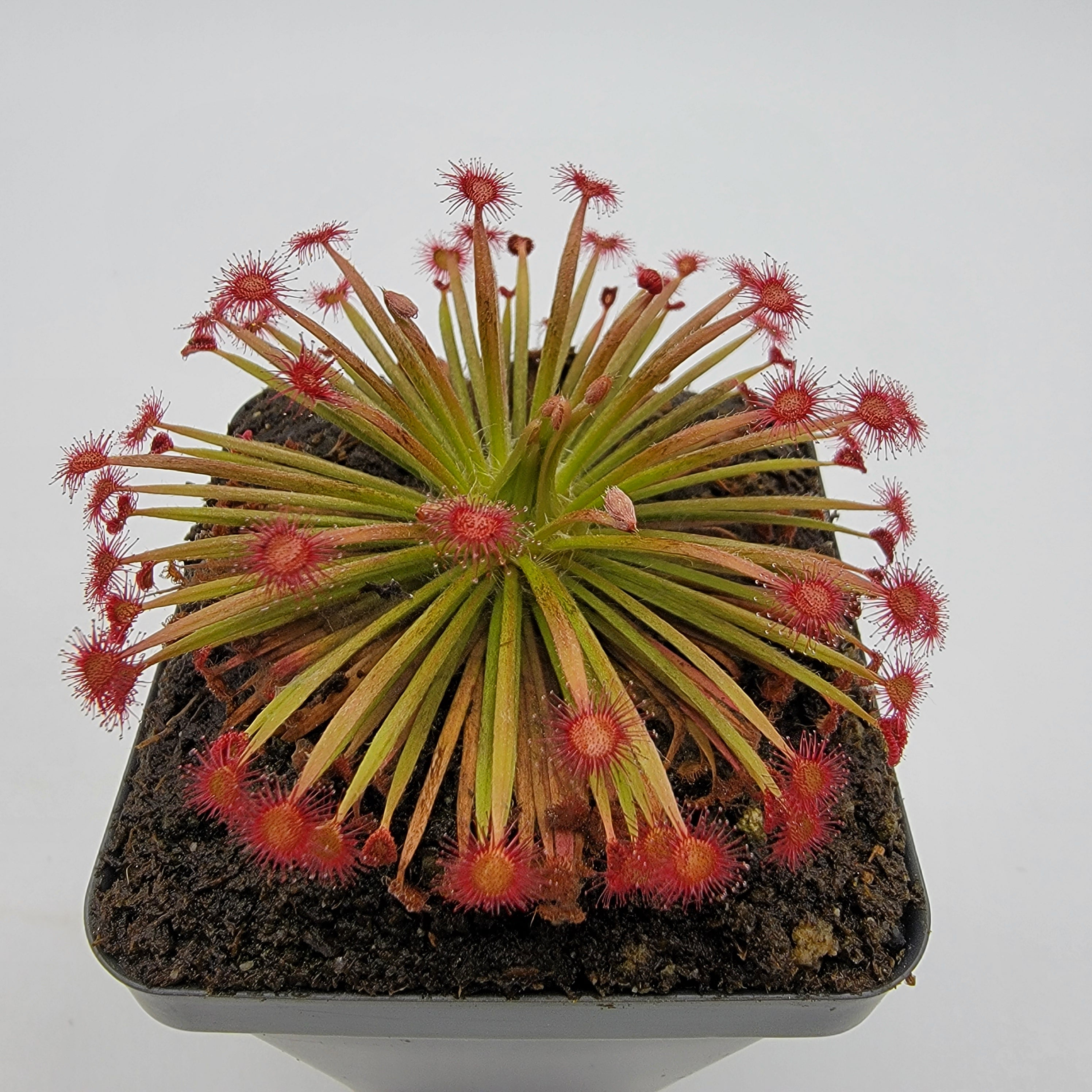 Drosera aff. lanata 'Flying Fox Creek, NT' x ordensis -Live carnivorous plant- - Rainbow Carnivorous Plants LLC