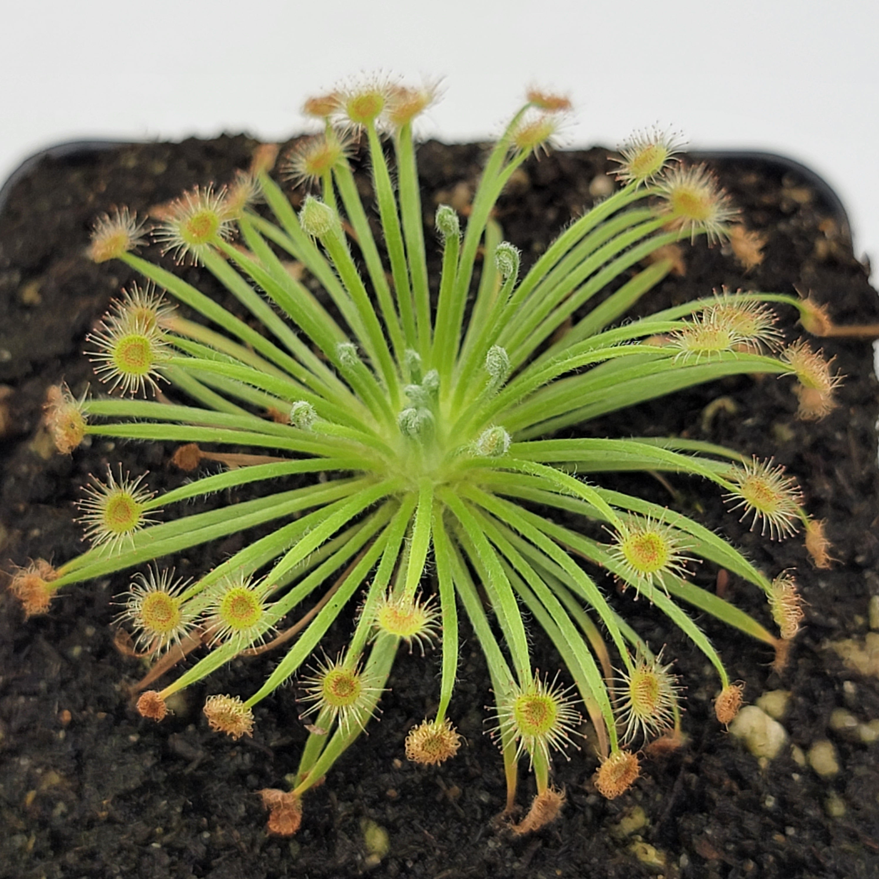 Drosera broomensis - Rainbow Carnivorous Plants LLC