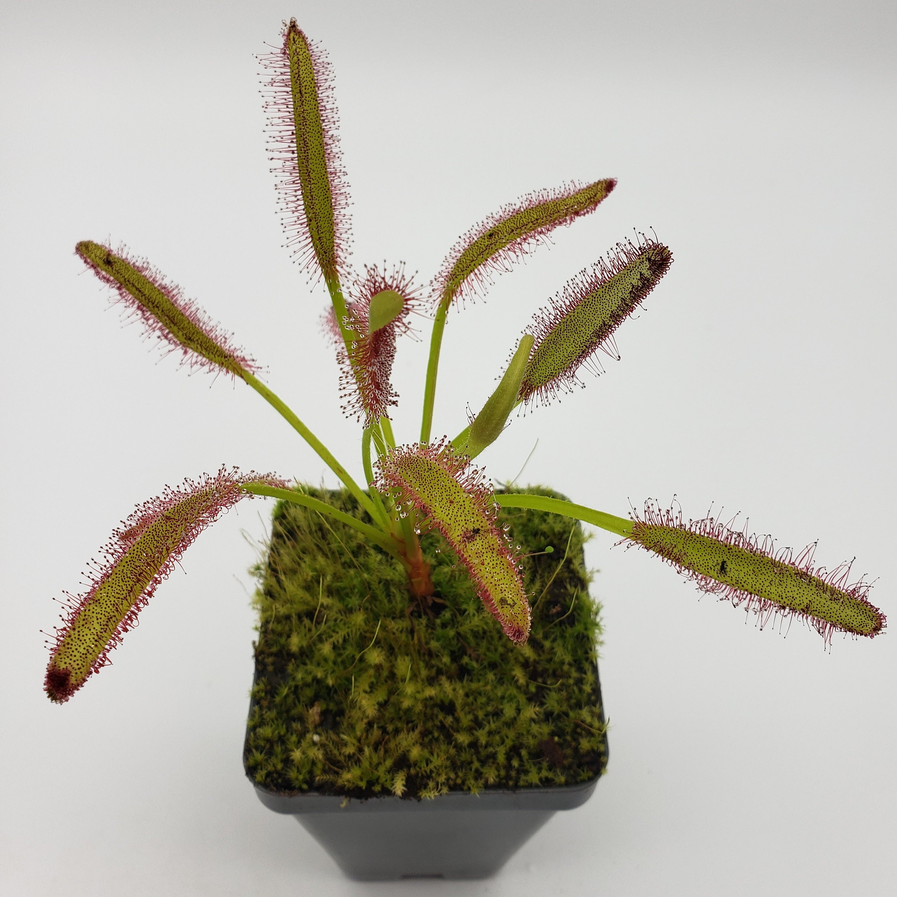 Drosera capensis broadleaf [Fungus gnat catcher]   -Live carnivorous plant- - Rainbow Carnivorous Plants LLC