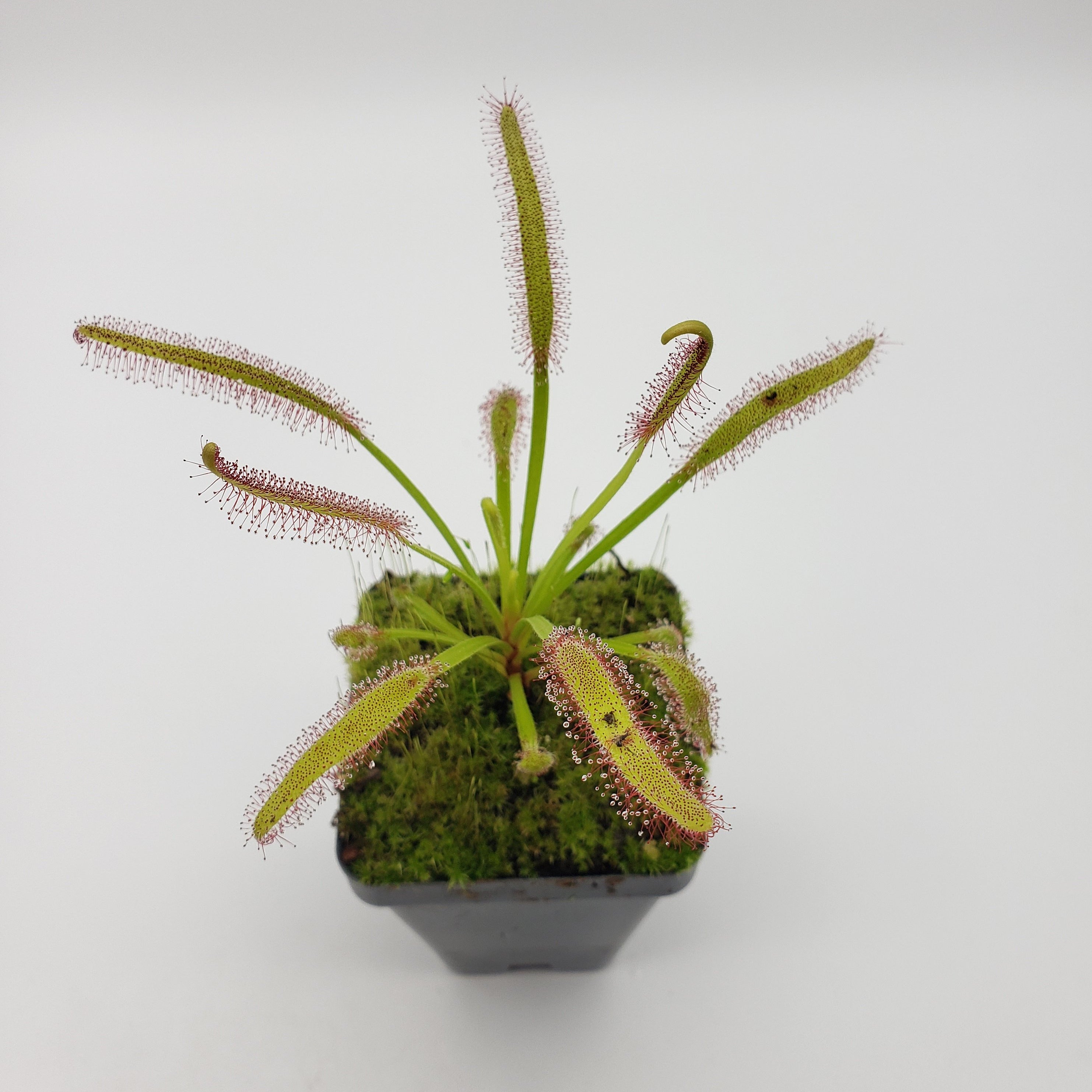 Drosera capensis broadleaf [Fungus gnat catcher]   -Live carnivorous plant- - Rainbow Carnivorous Plants LLC