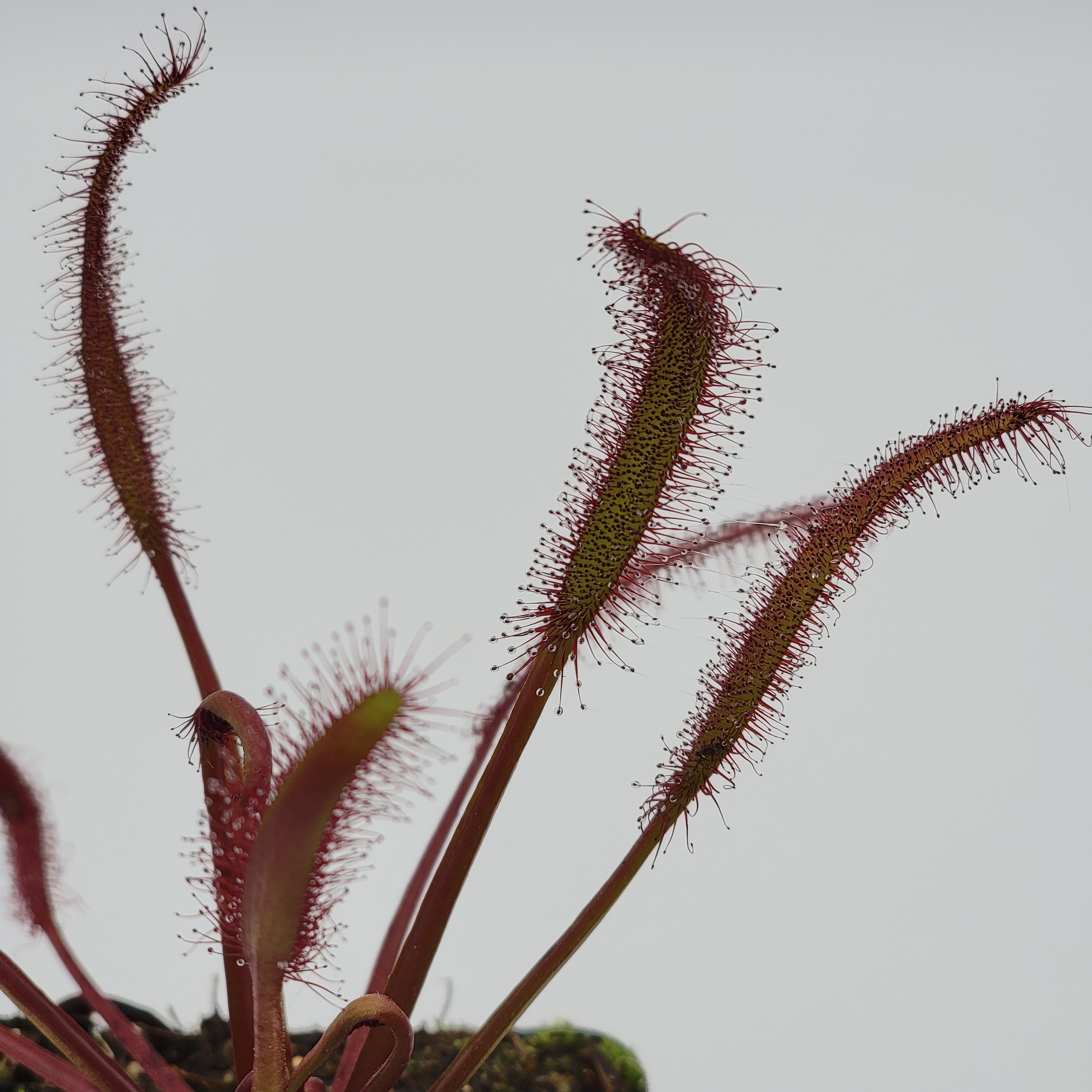 Drosera capensis var. "Rubra" [Fungus gnat catcher]   -Live carnivorous plant- - Rainbow Carnivorous Plants LLC