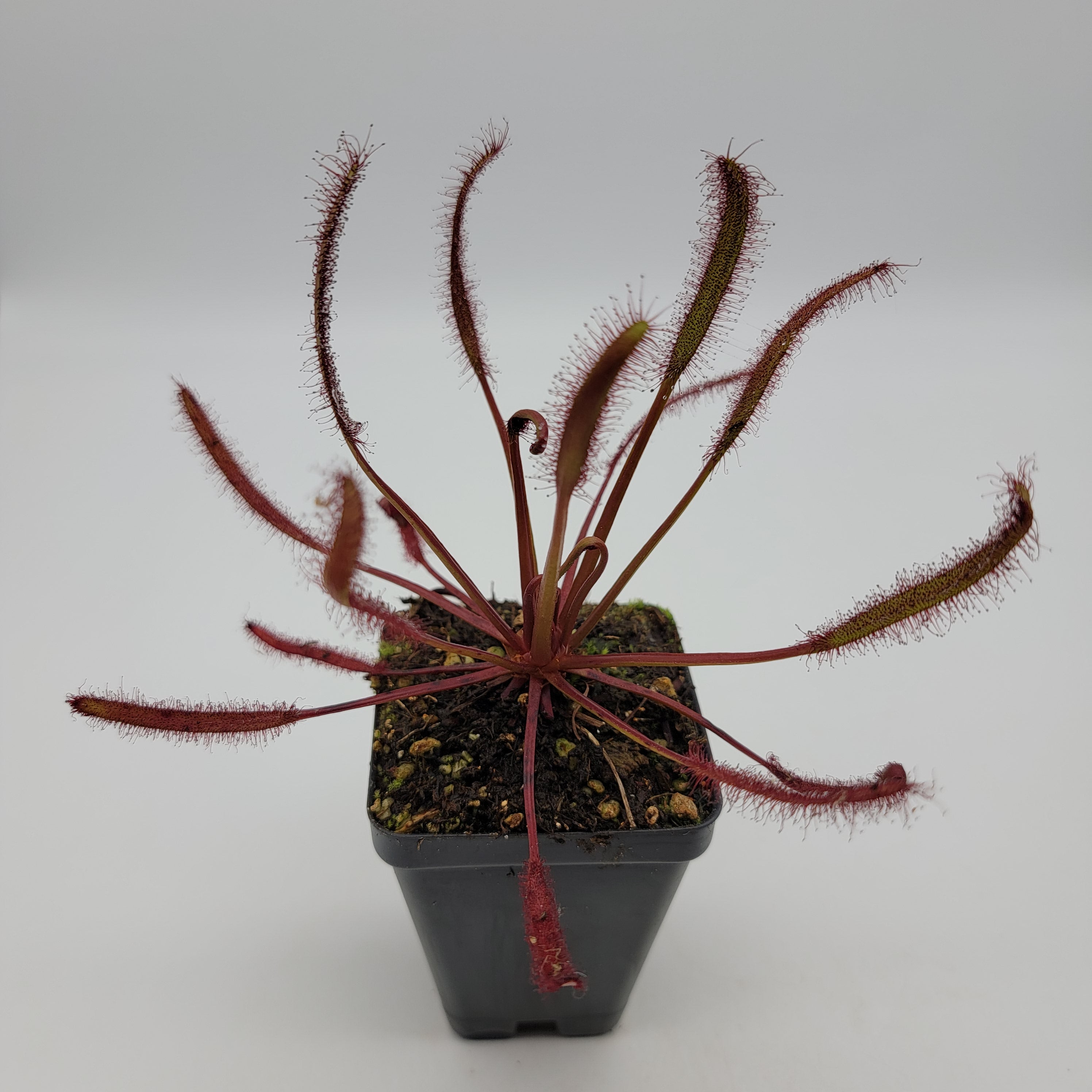 Drosera capensis var. "Rubra" [Fungus gnat catcher]   -Live carnivorous plant- - Rainbow Carnivorous Plants LLC