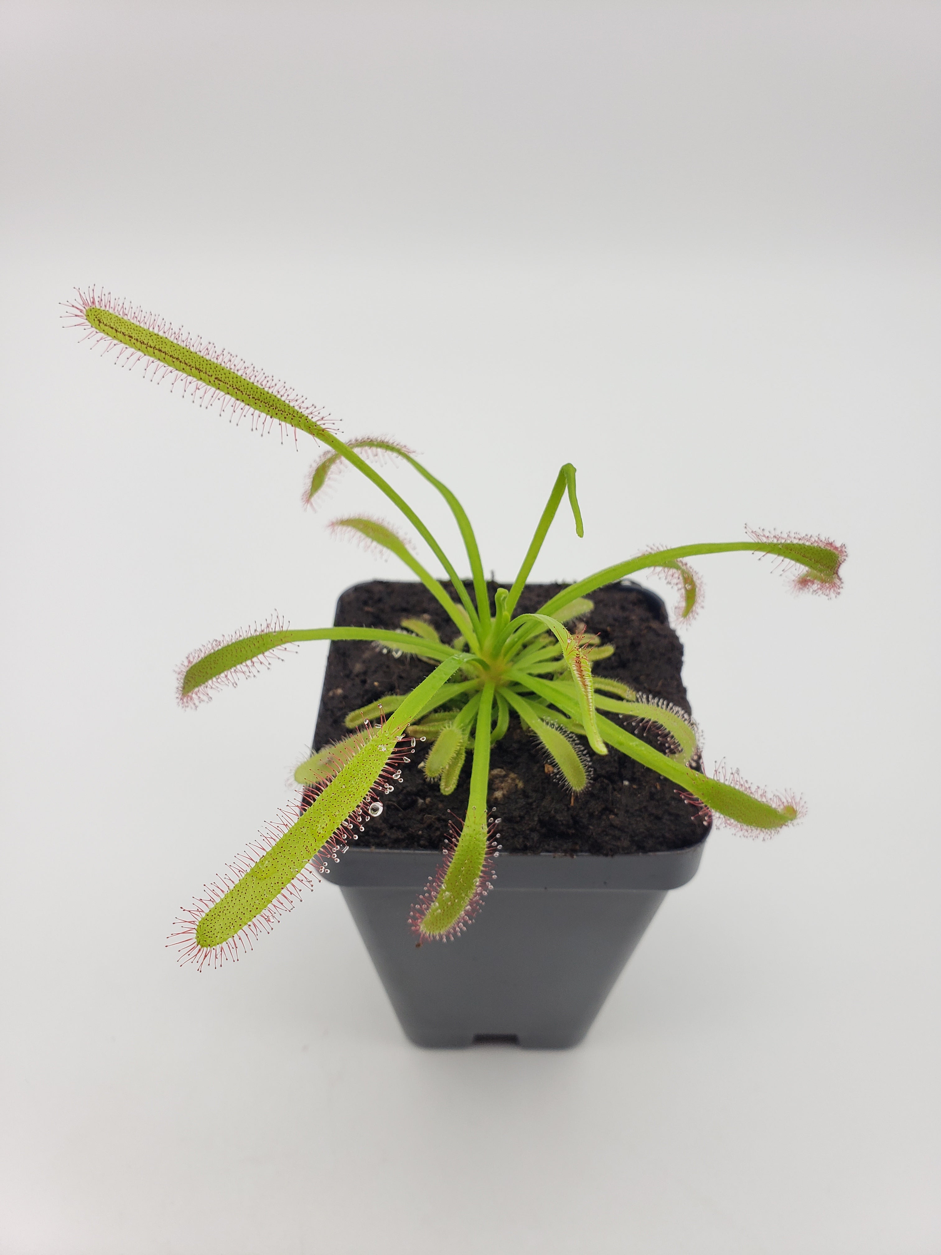 Drosera capensis Vogelgat [Fungus gnat catcher]   -Live carnivorous plant- - Rainbow Carnivorous Plants LLC