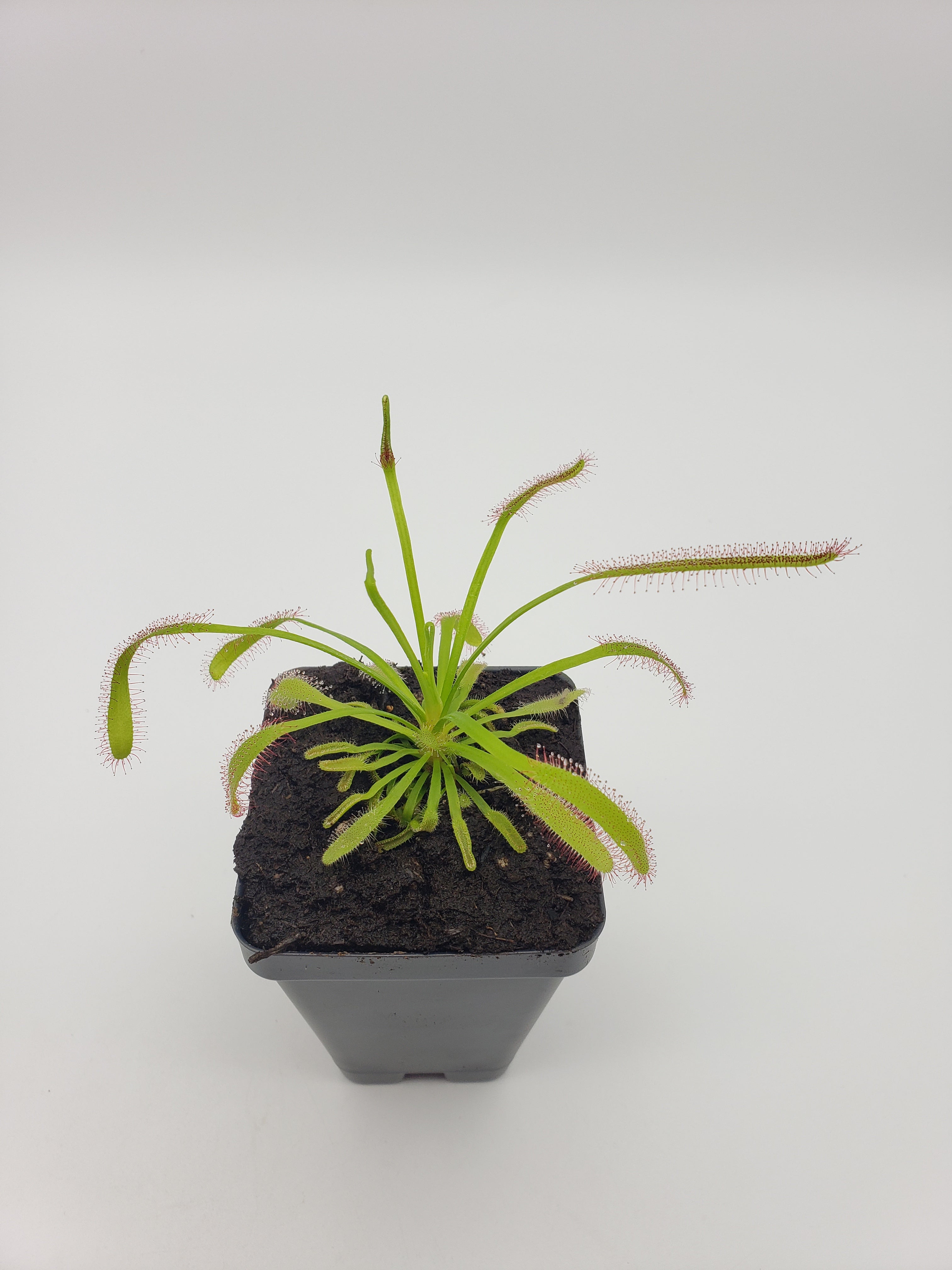 Drosera capensis Vogelgat [Fungus gnat catcher]   -Live carnivorous plant- - Rainbow Carnivorous Plants LLC
