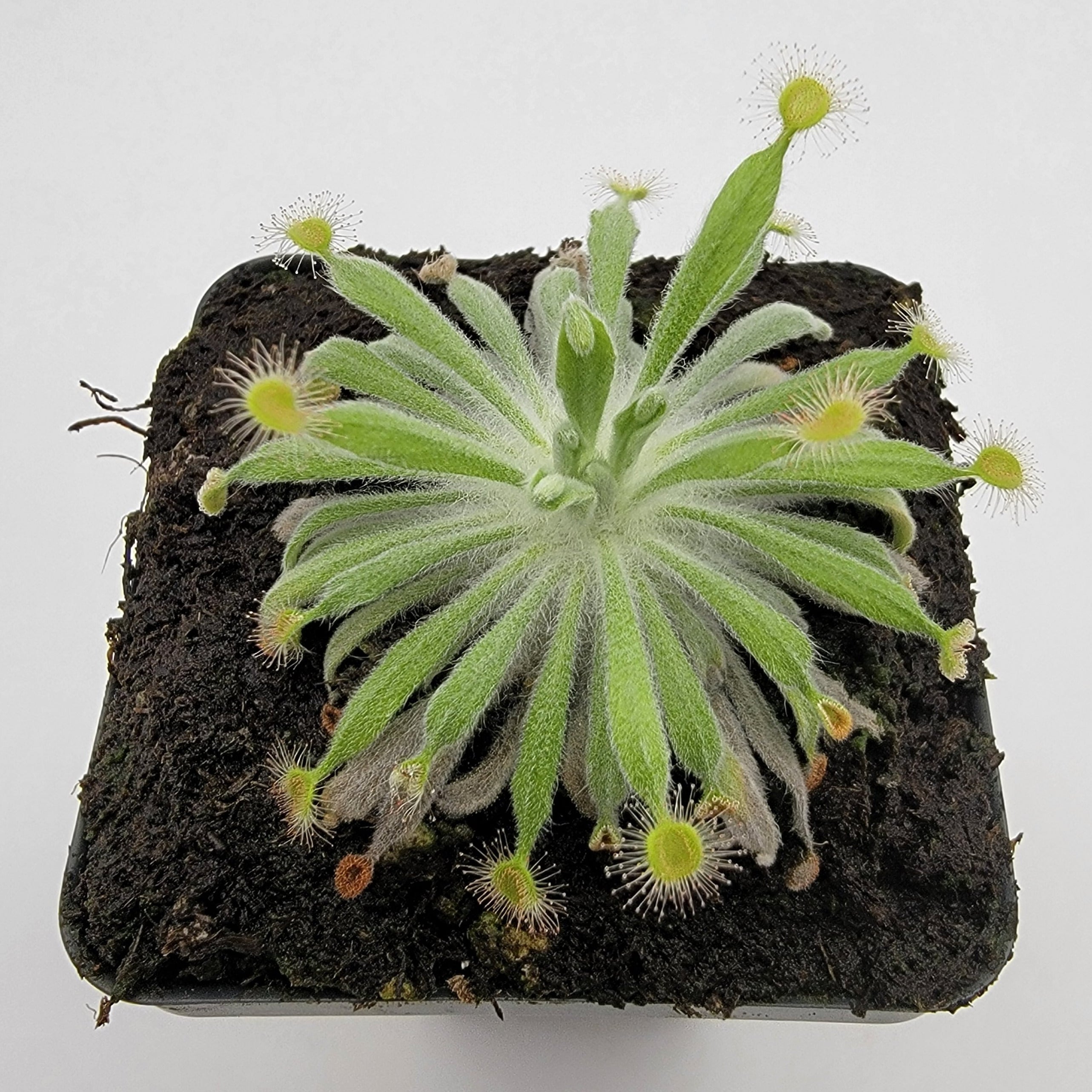 Drosera ordensis  -Live carnivorous plant- - Rainbow Carnivorous Plants LLC