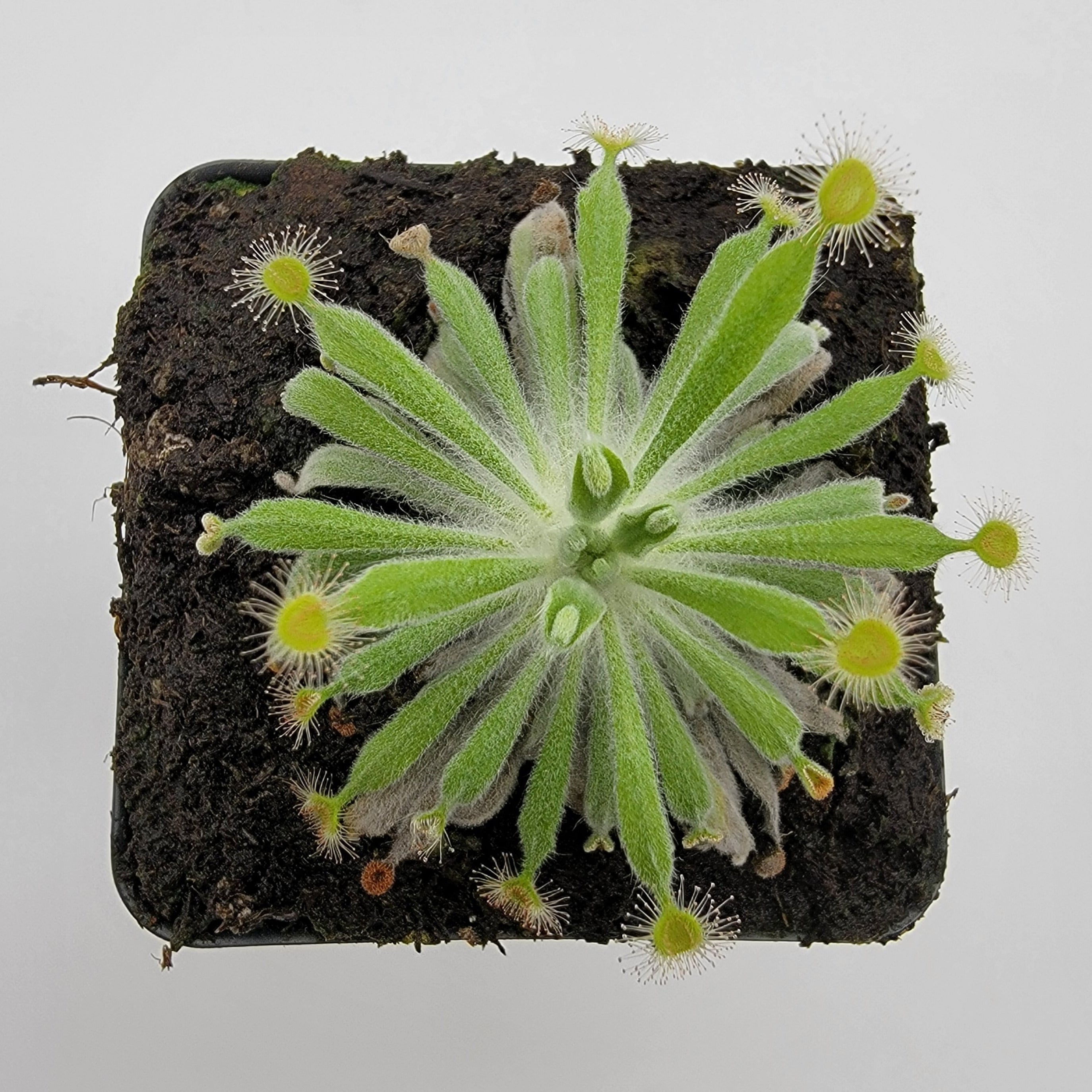 Drosera ordensis  -Live carnivorous plant- - Rainbow Carnivorous Plants LLC