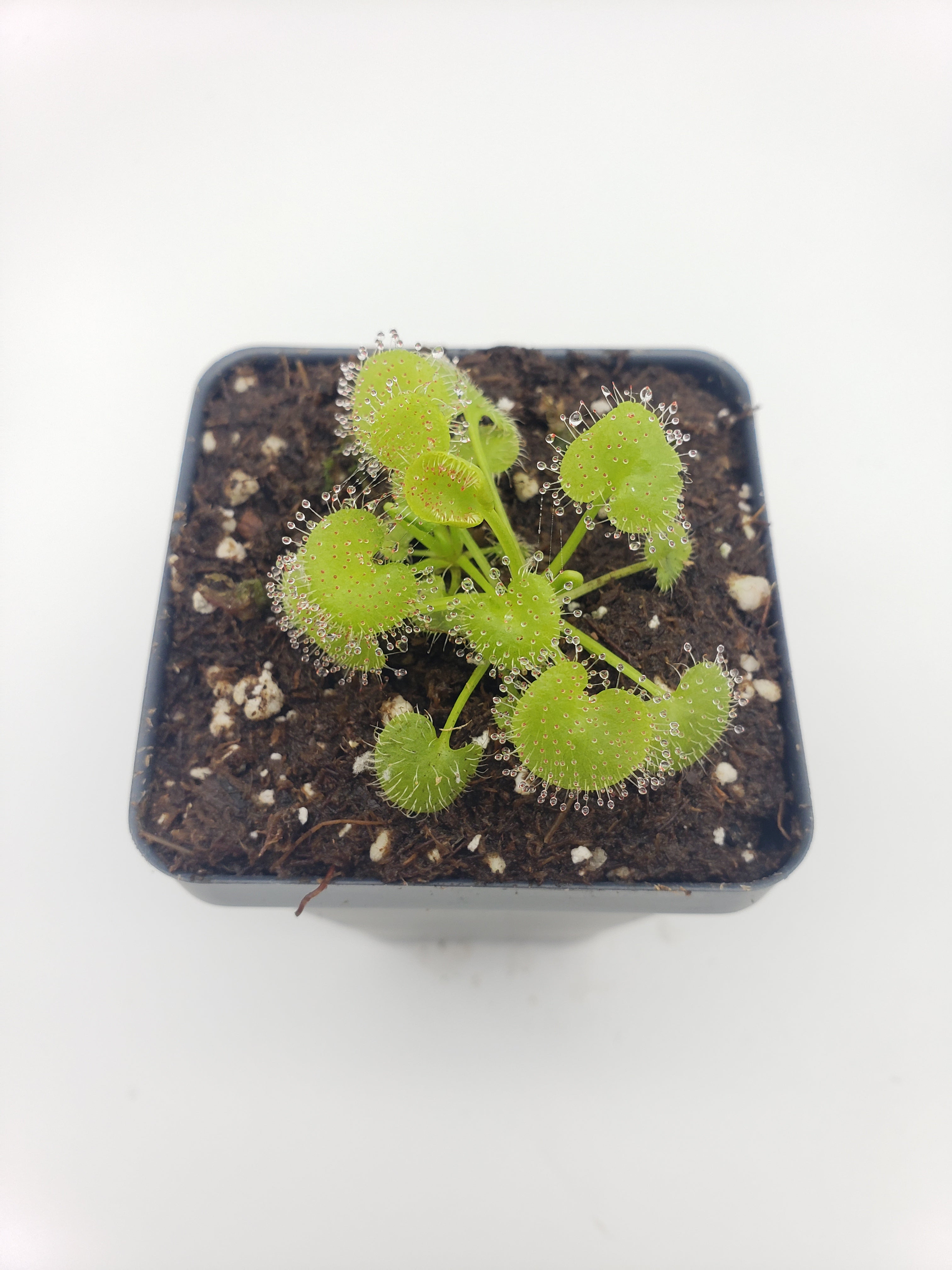 Drosera prolifera  -Live carnivorous plant- - Rainbow Carnivorous Plants LLC