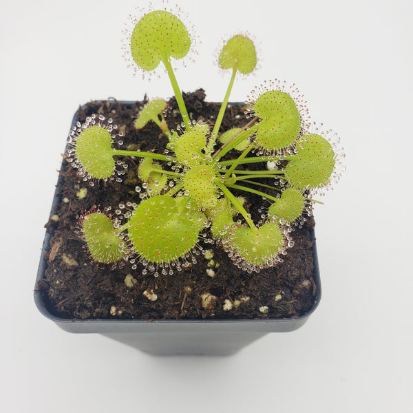 Drosera prolifera -Live carnivorous plant- | | Rainbow Drosera prolifera -Live carnivorous plant- | | Rainbow